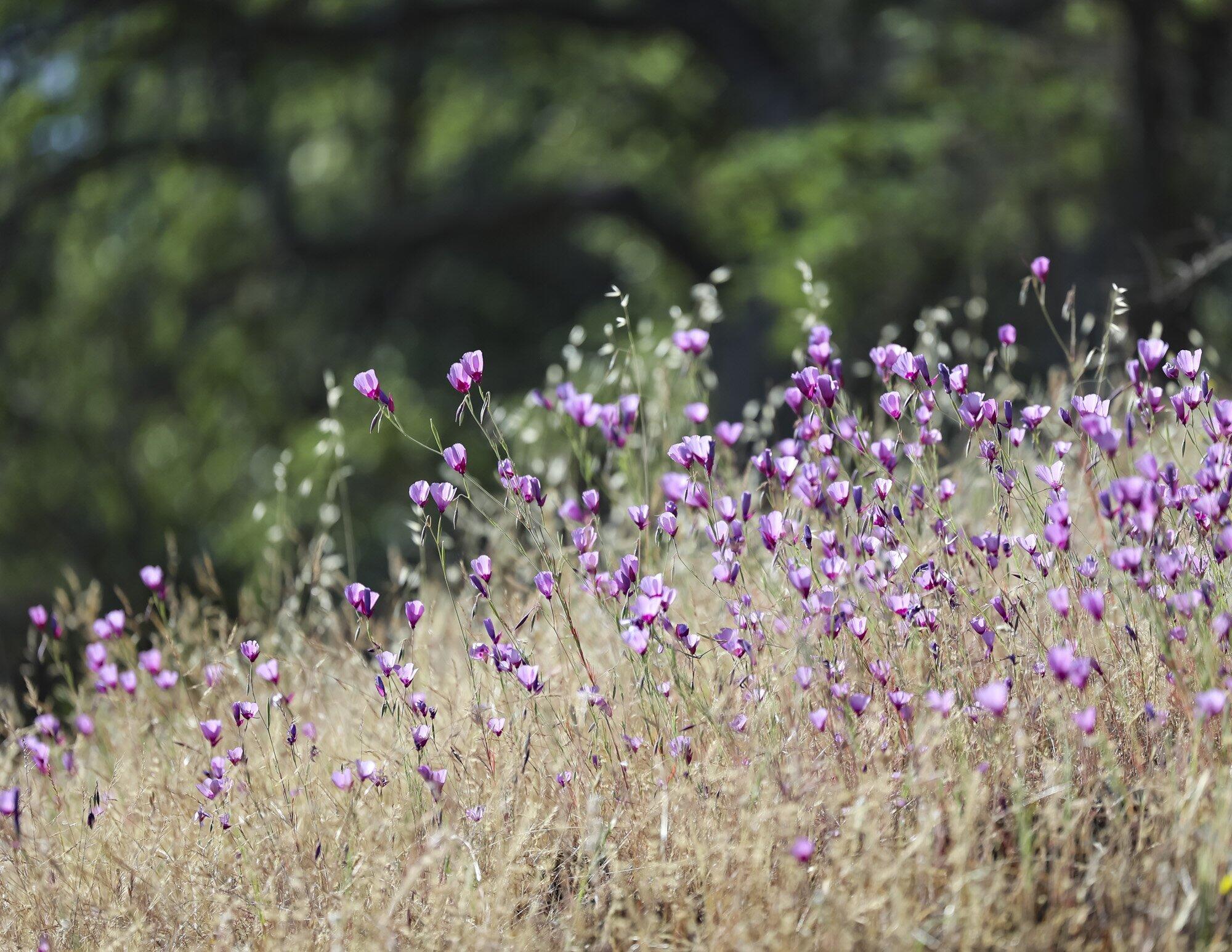 0 Ca-180, Yokuts Valley, CA 93675
