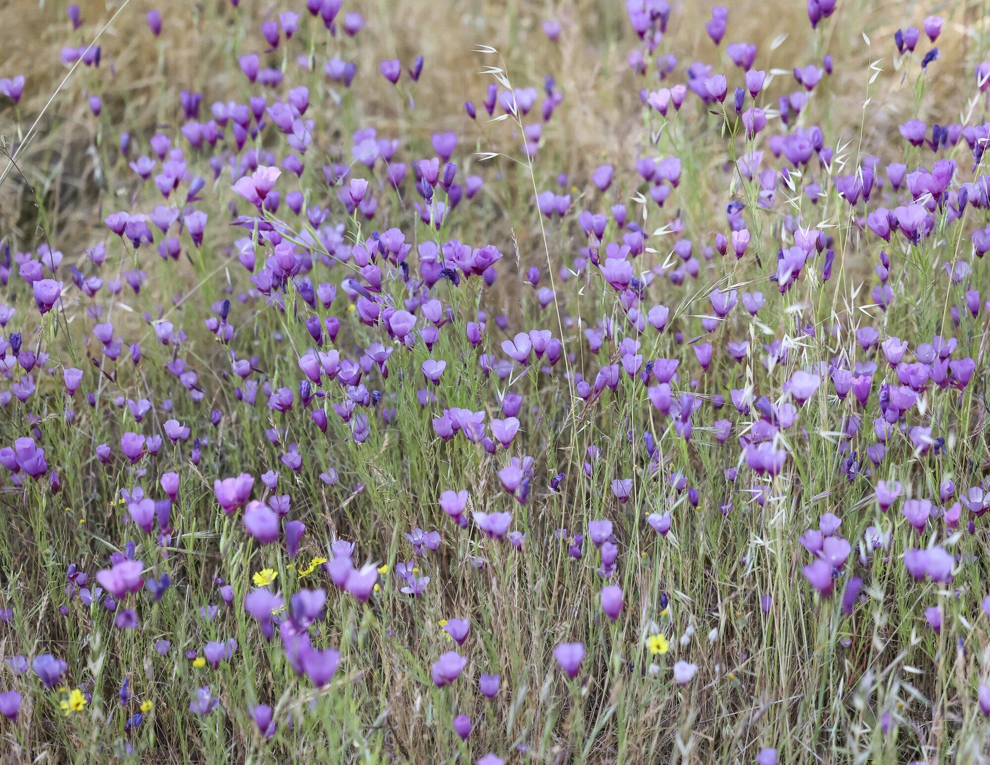 0 Ca-180, Yokuts Valley, CA 93675