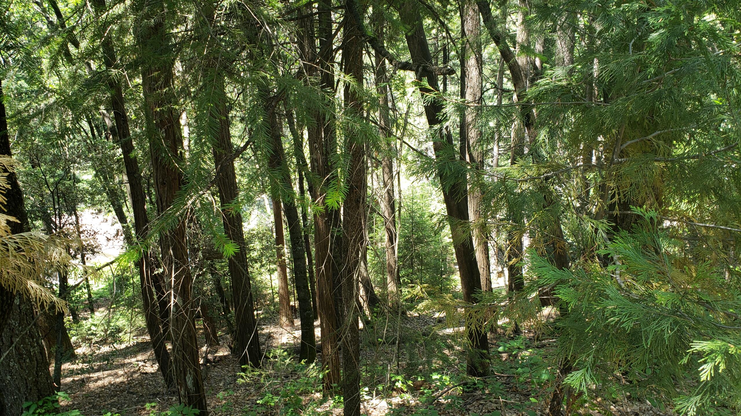 0 Upper River Ave, Dunsmuir, CA 96025