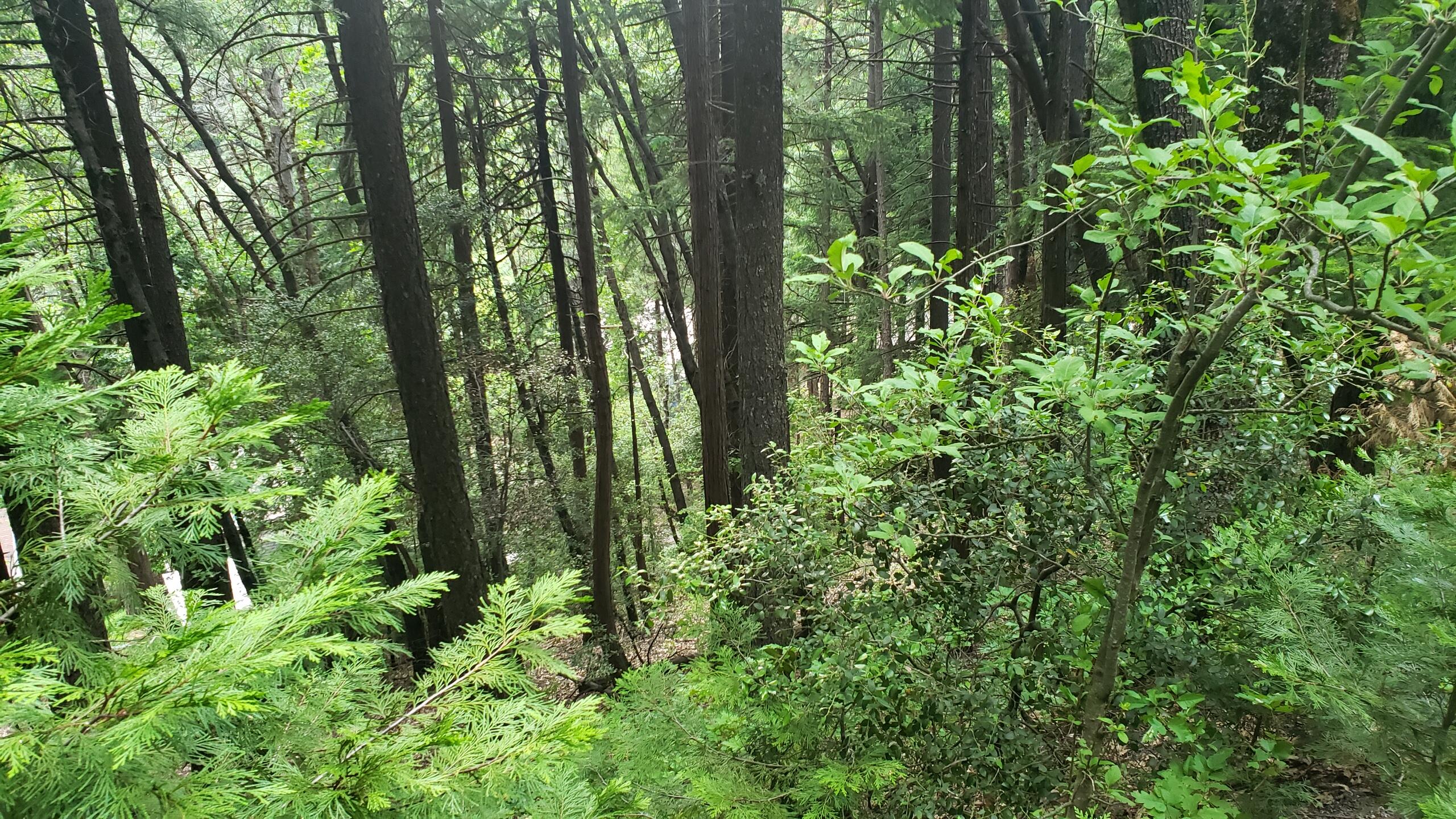 0 Upper River Ave, Dunsmuir, CA 96025