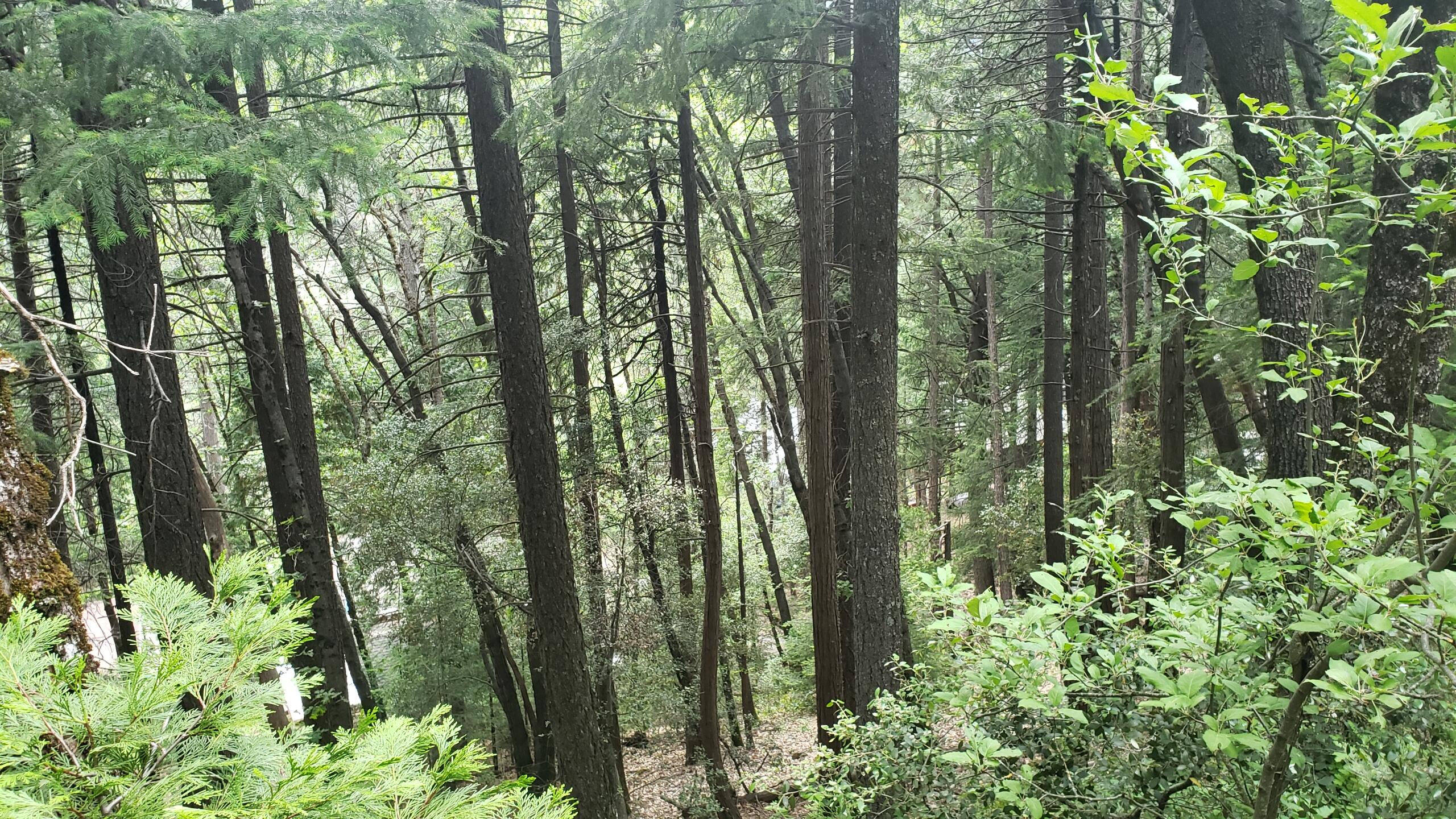 0 Upper River Ave, Dunsmuir, CA 96025