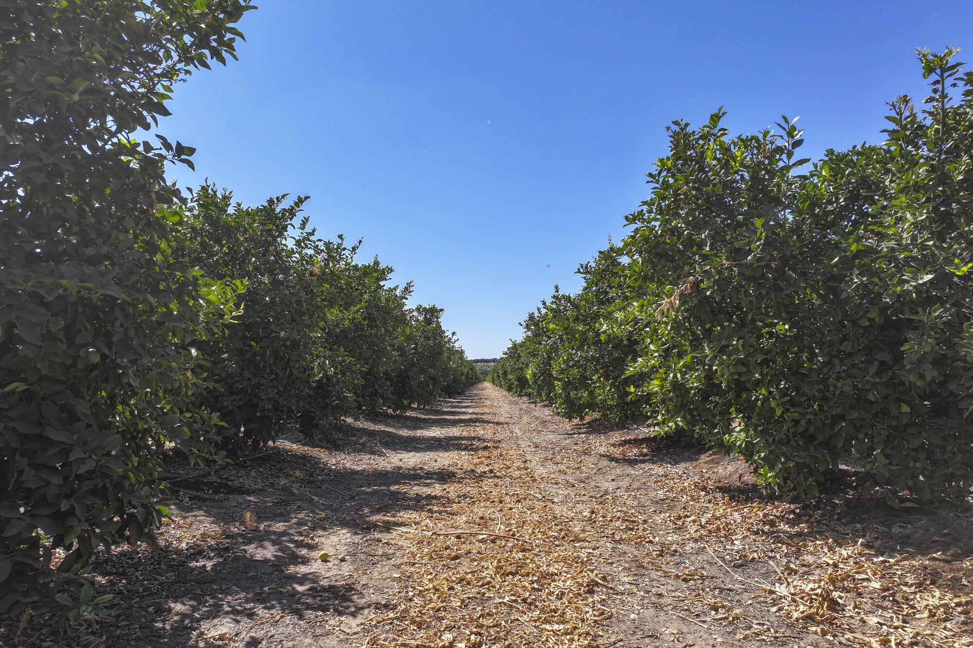 0 Ave. 424, Dinuba, CA 93618