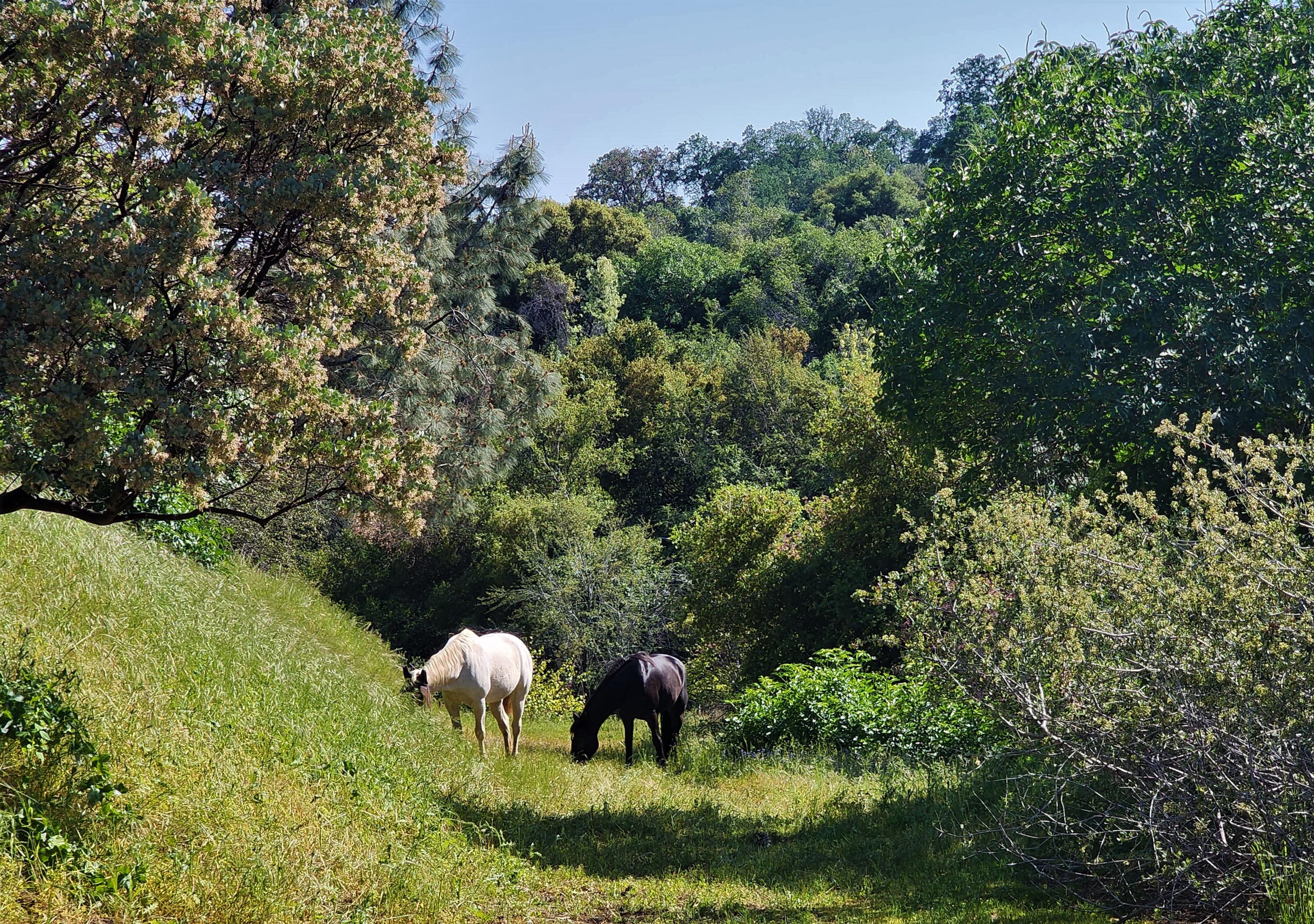 51090 Eshom Valley Dr Dr, Badger, CA 93603