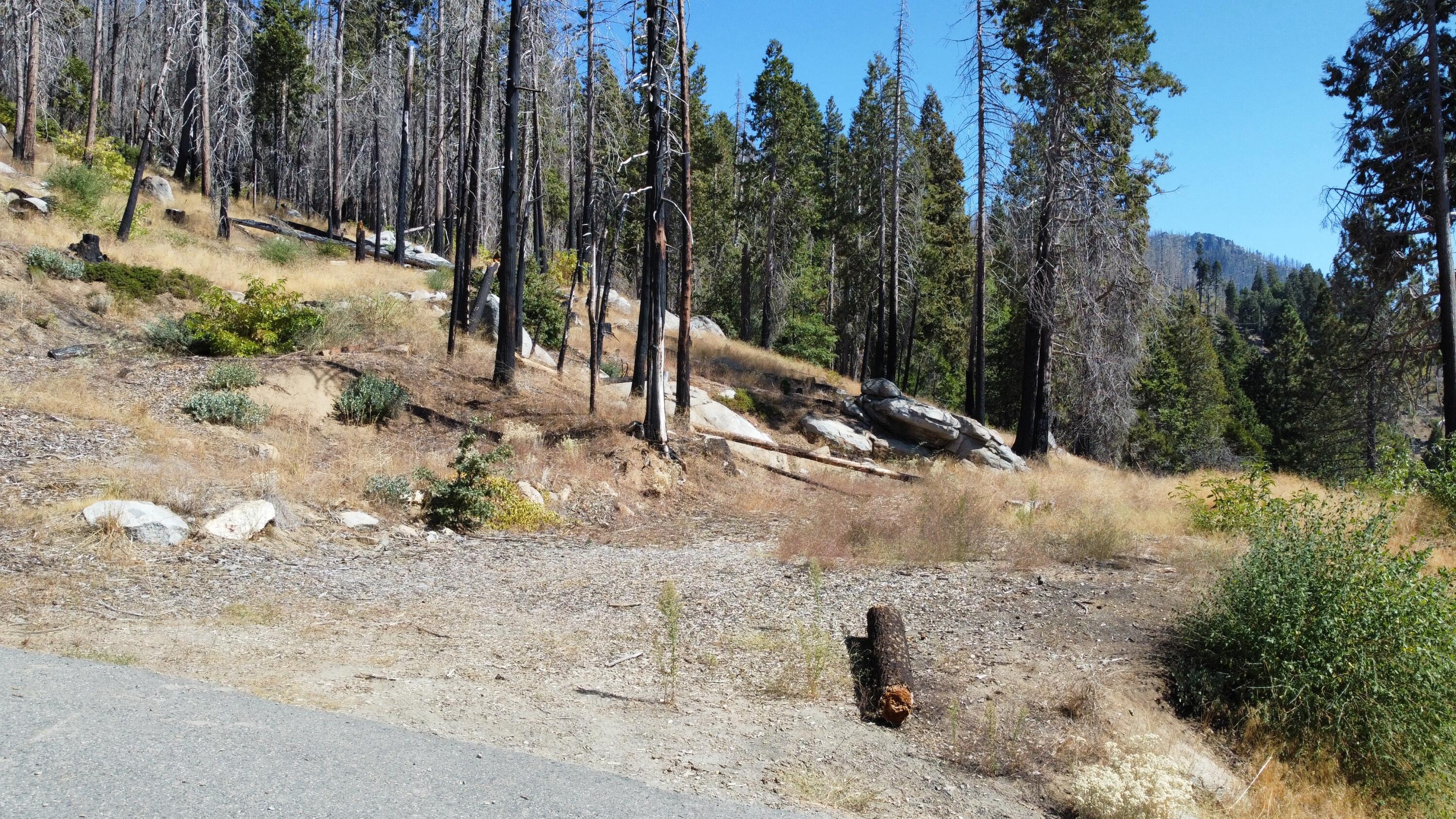 52762 Redwood Dr, Camp Nelson, CA 93265