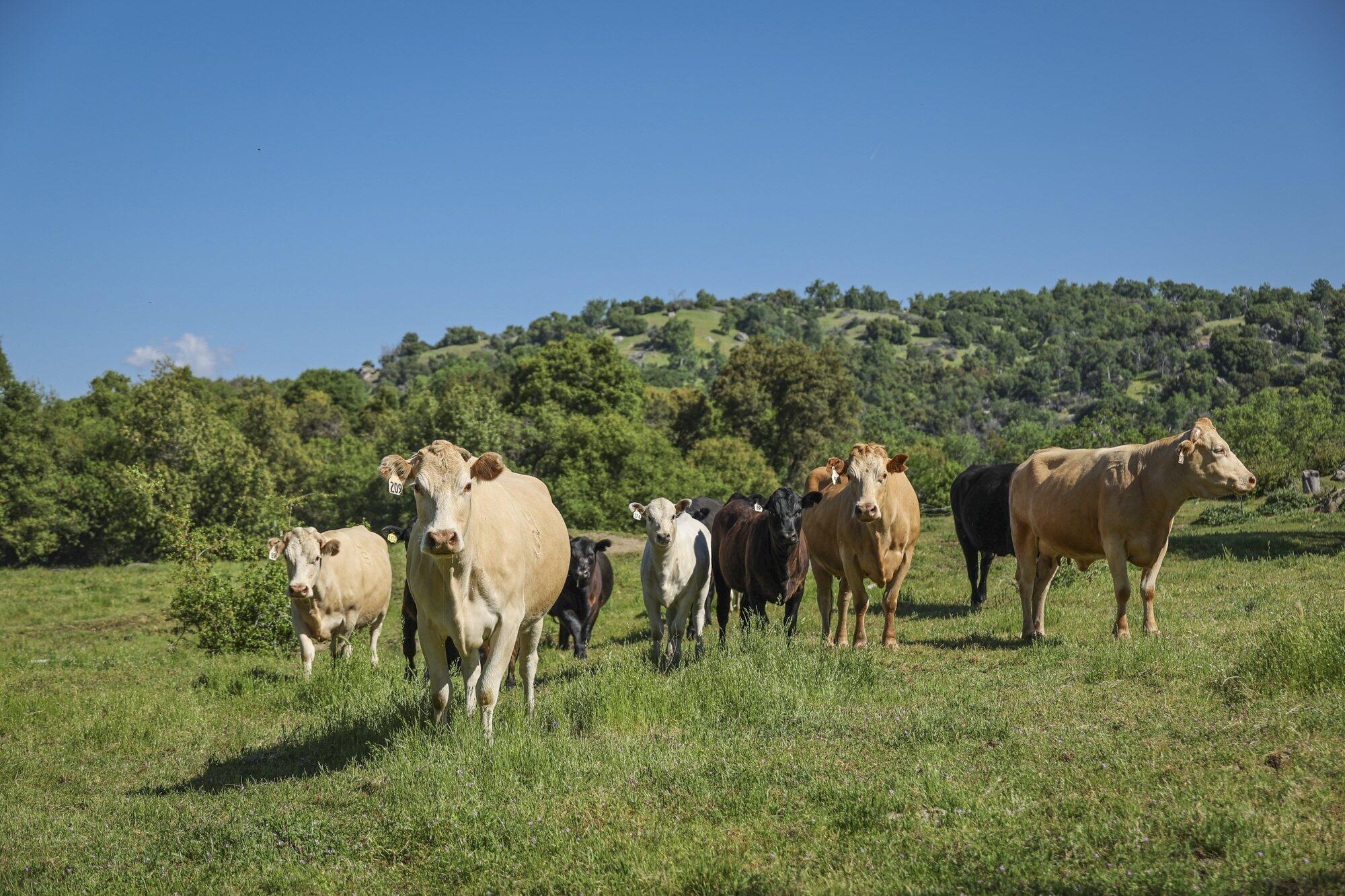 0 Drive Creek Dr, Badger, CA 93603