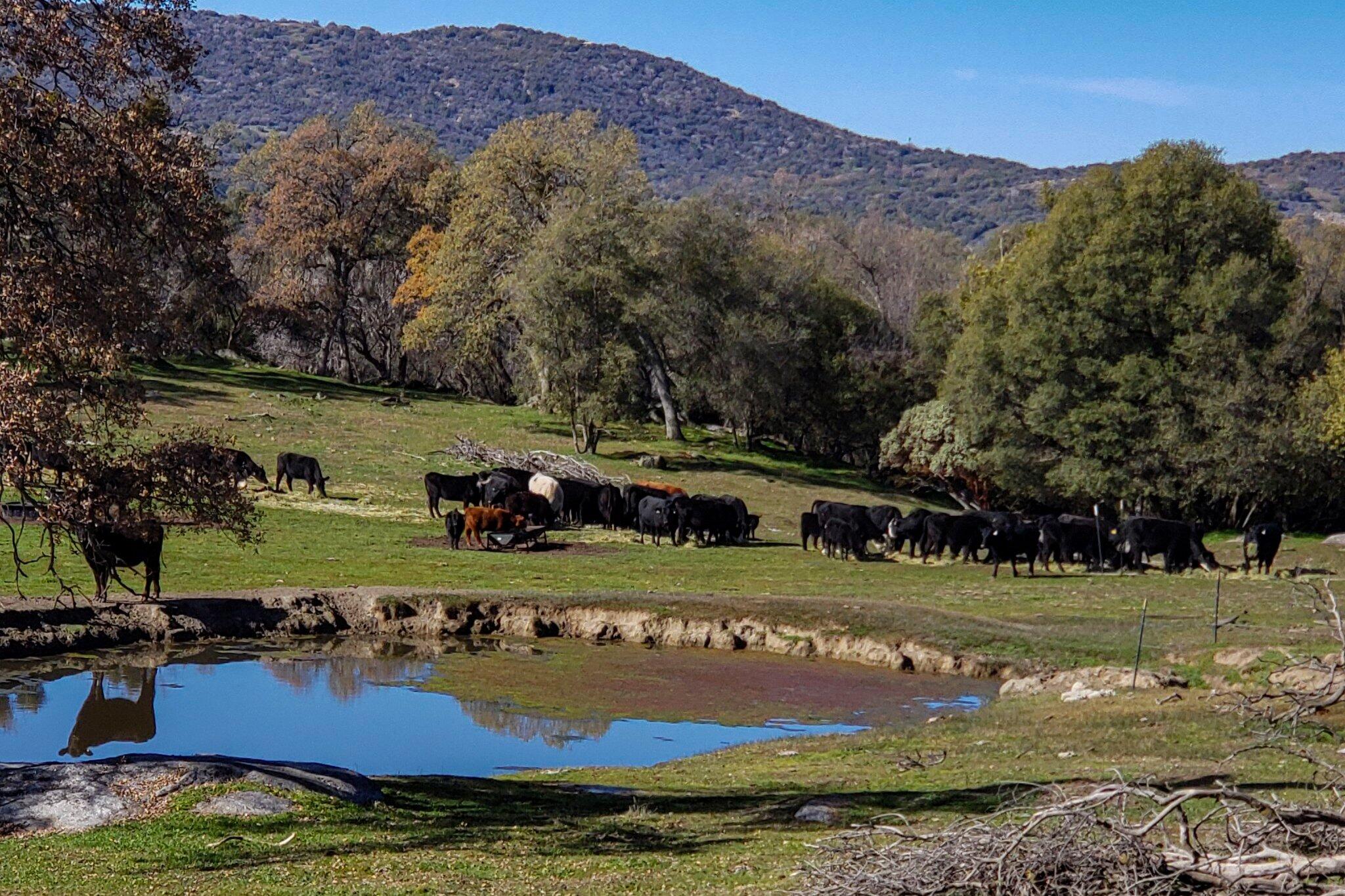 0 Drive Creek Dr, Badger, CA 93603