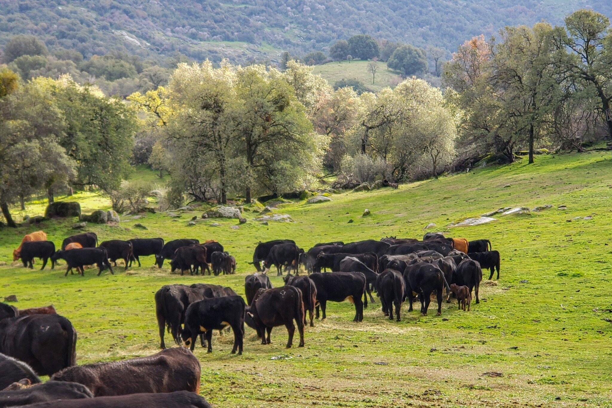 0 Drive Creek Dr, Badger, CA 93603