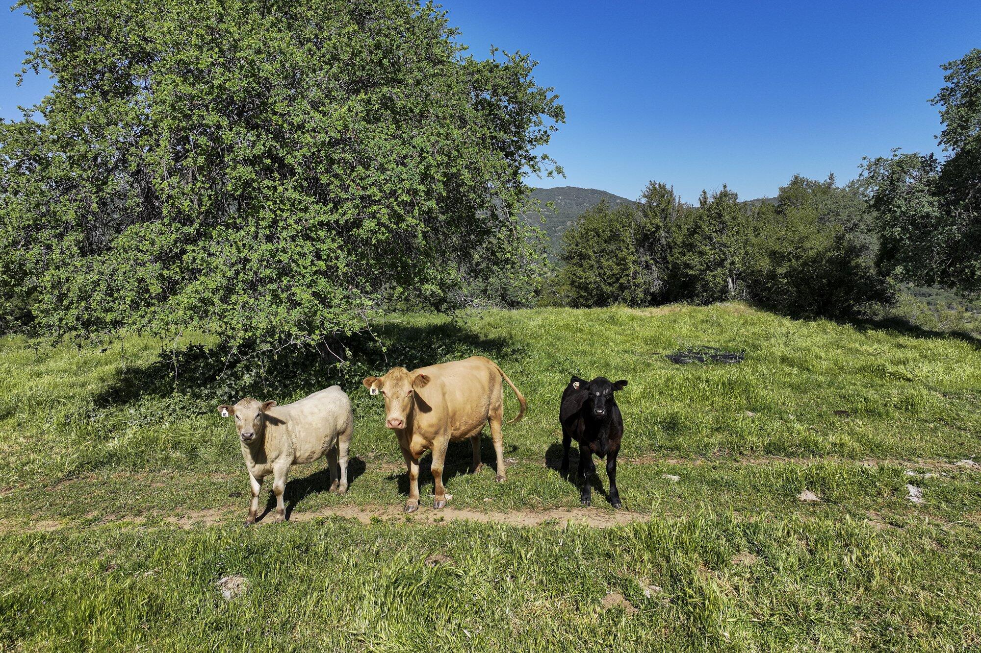 0 Drive Creek Dr, Badger, CA 93603