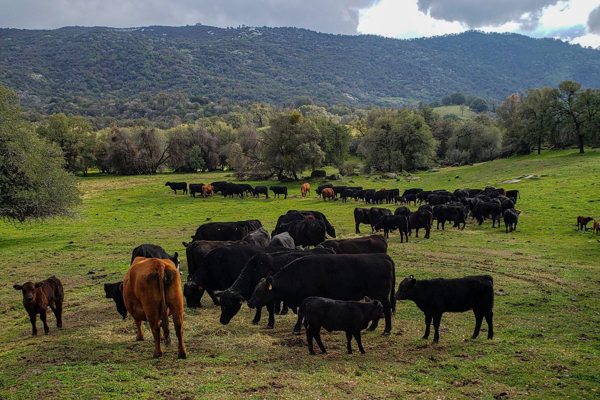 0 Drive Creek Dr, Badger, CA 93603