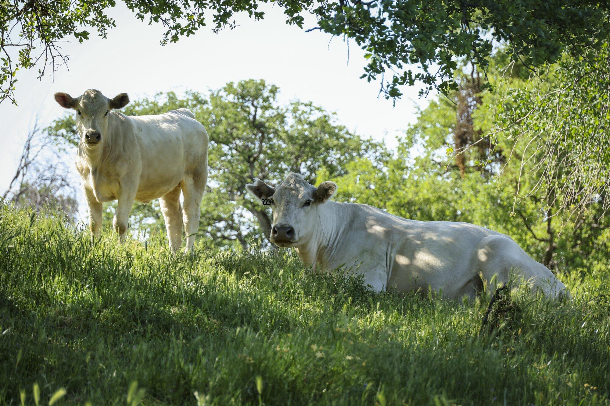 0 Drive Creek Dr, Badger, CA 93603