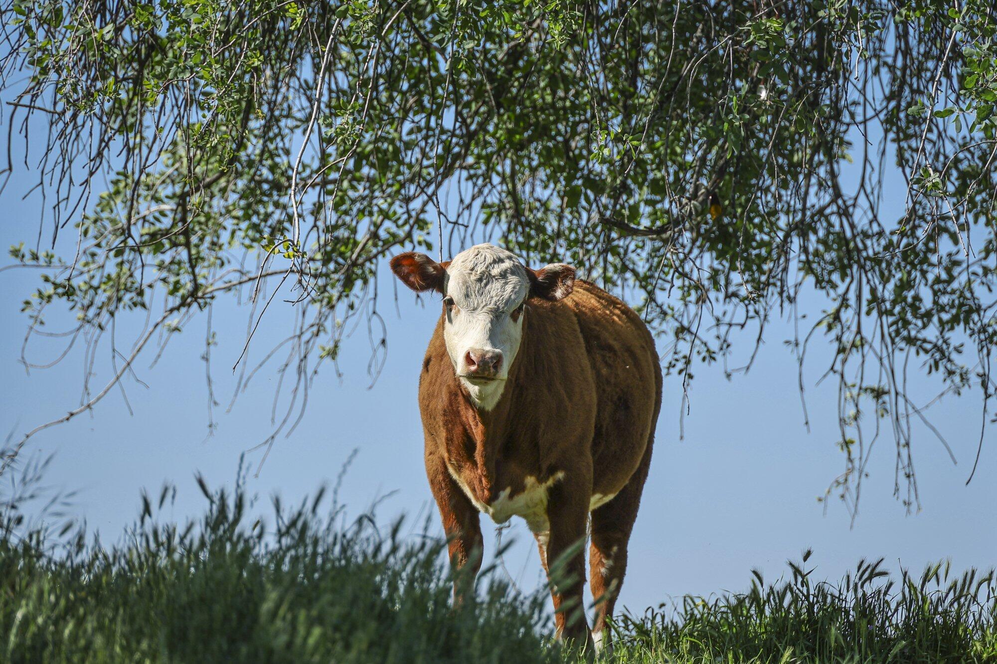 0 Drive Creek Dr, Badger, CA 93603