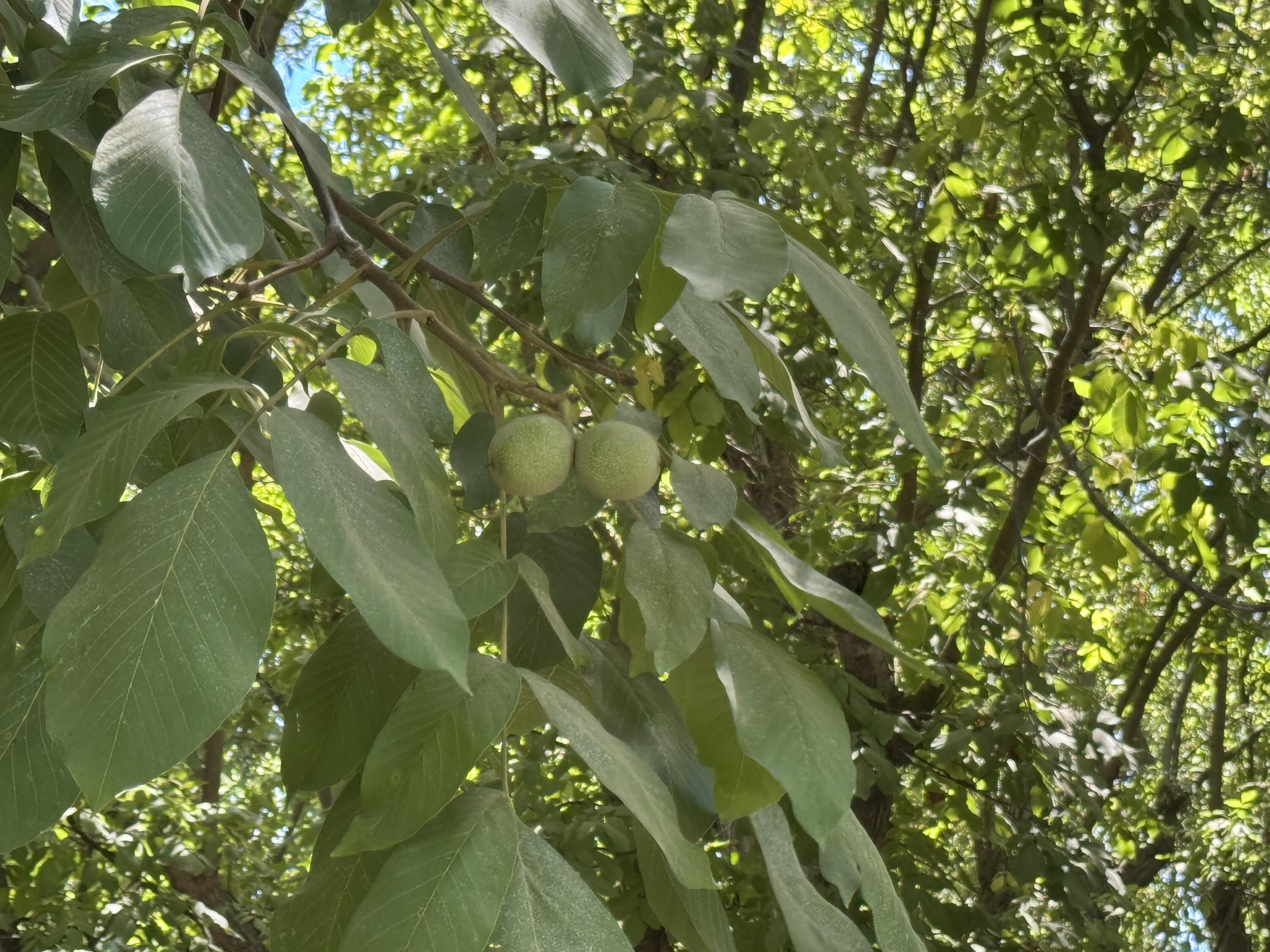 15061 Ave 288, Visalia, CA 93292