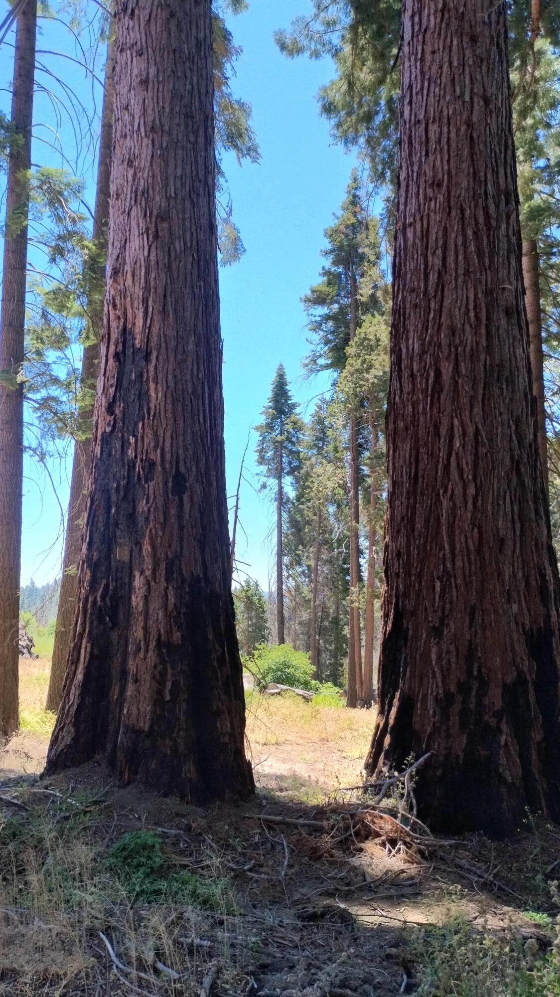 54534 Manzanita Dr, Sequoia Crest, CA 93265