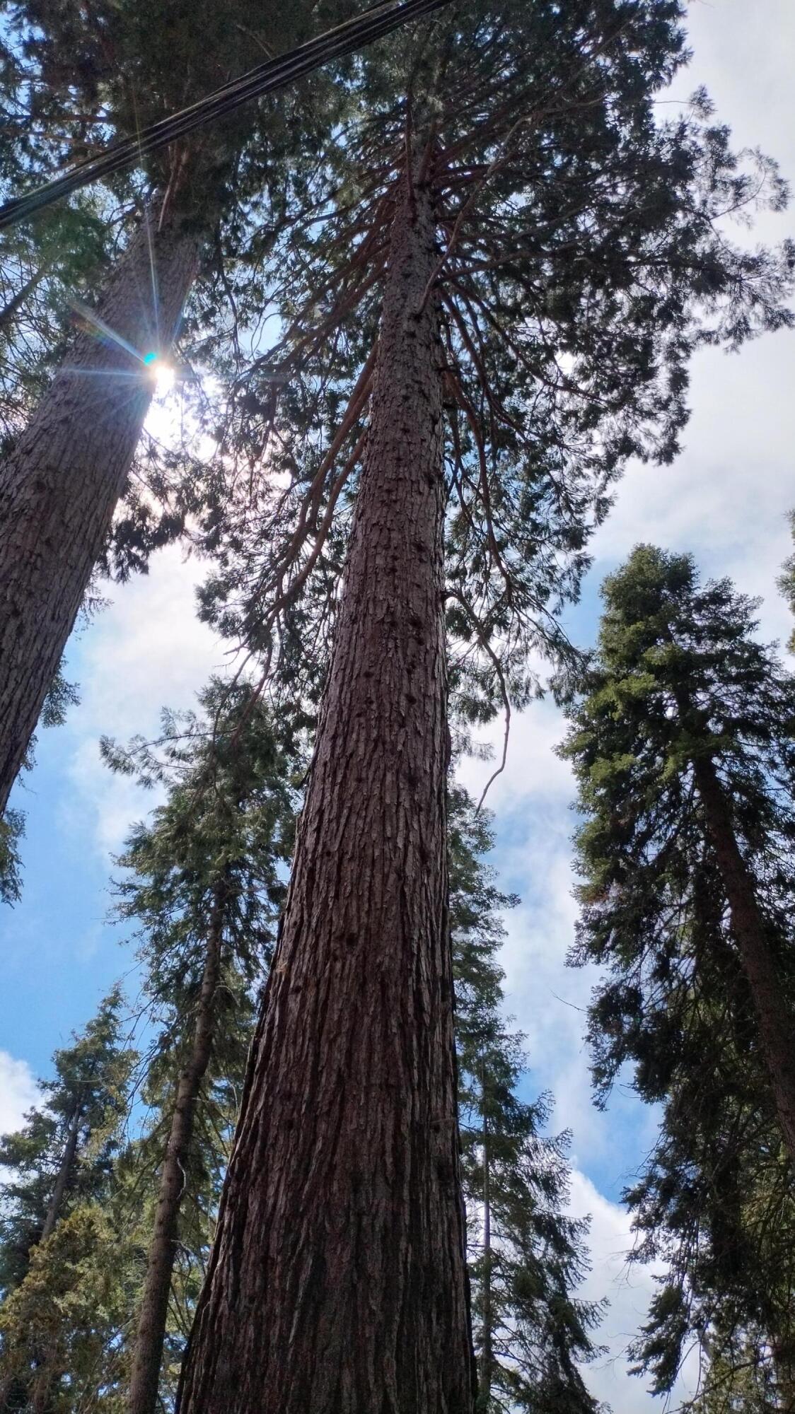 54534 Manzanita Dr, Sequoia Crest, CA 93265