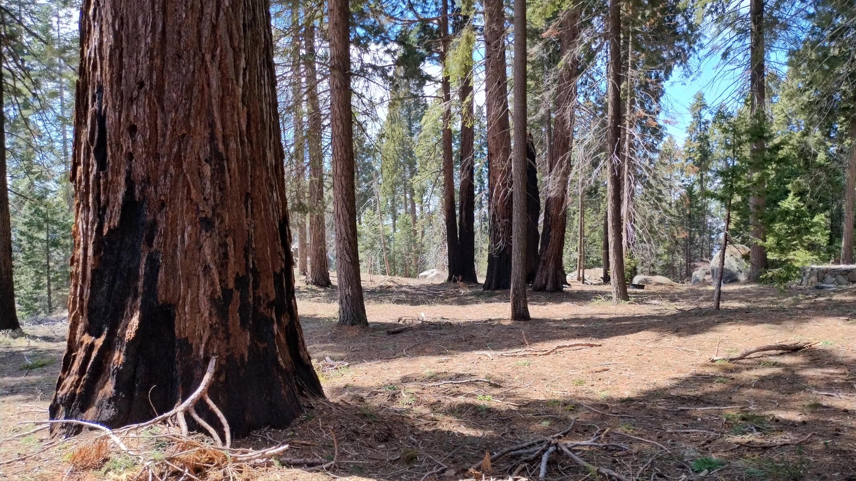 54534 Manzanita Dr, Sequoia Crest, CA 93265