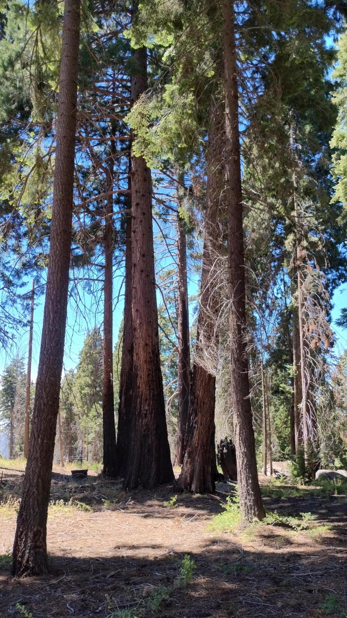 54534 Manzanita Dr, Sequoia Crest, CA 93265