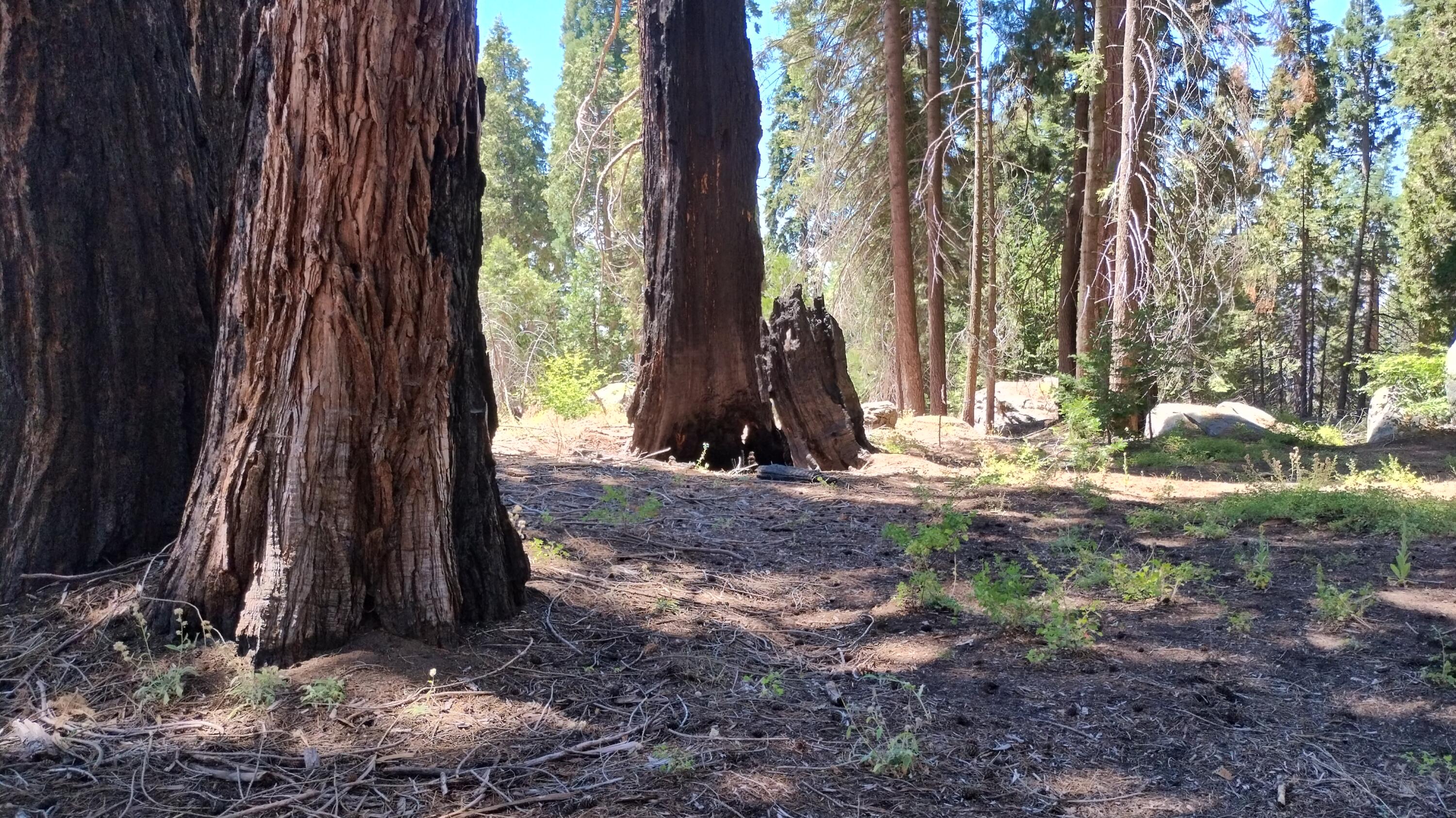 54534 Manzanita Dr, Sequoia Crest, CA 93265