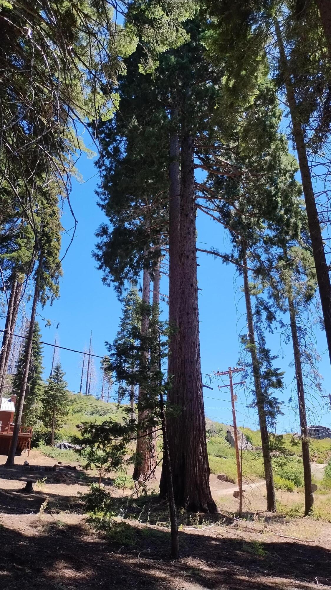 54534 Manzanita Dr, Sequoia Crest, CA 93265