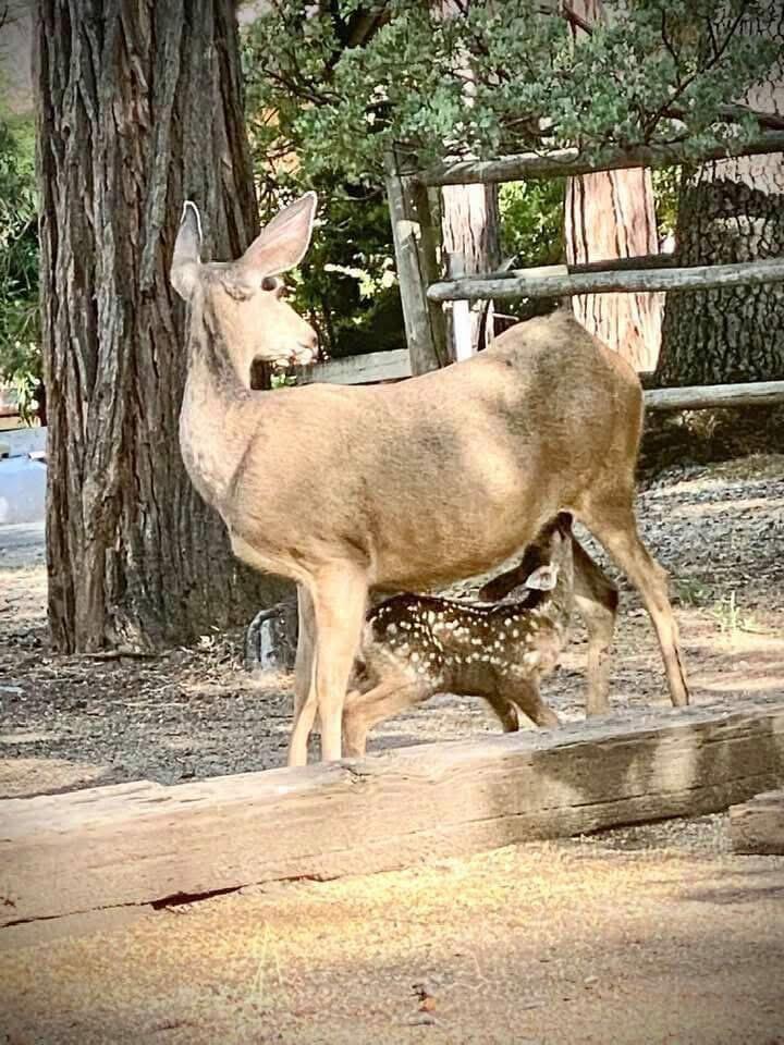 620 Loop Dr, Camp Nelson, CA 93265