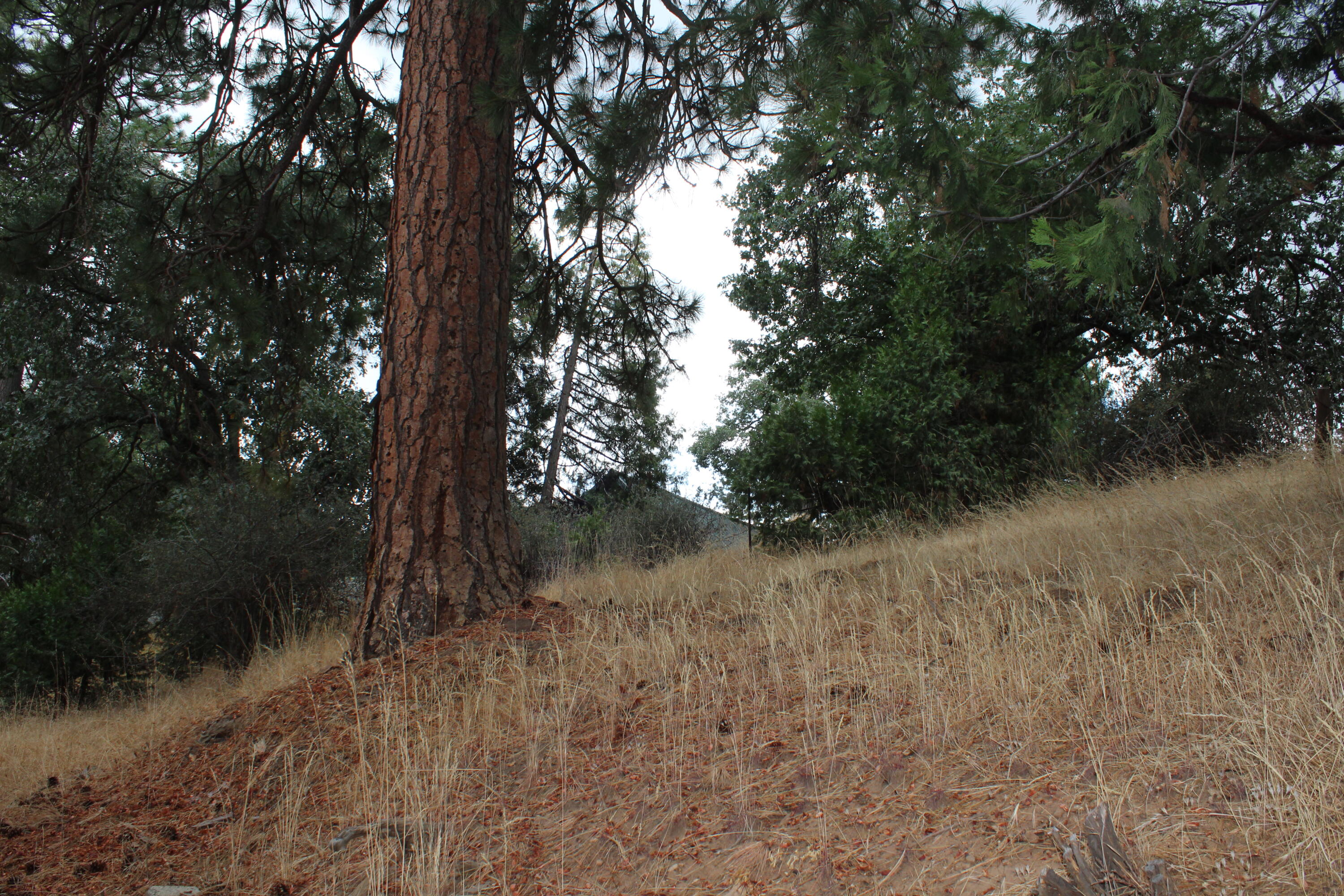 340 Mariposa Dr, Pierpoint Springs, CA 93265