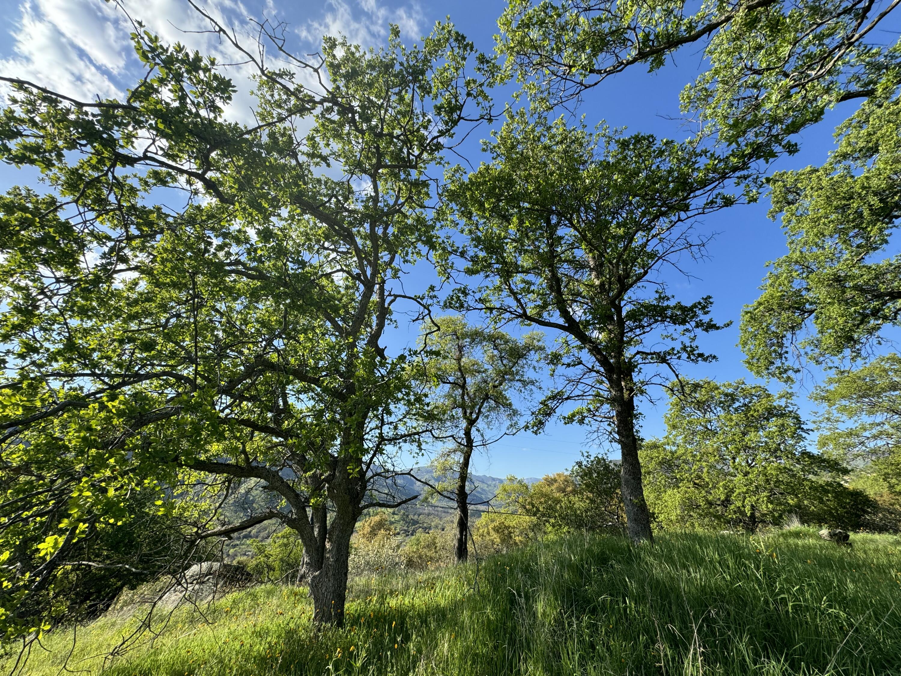 0 Mynatt Dr, Three Rivers, CA 93271