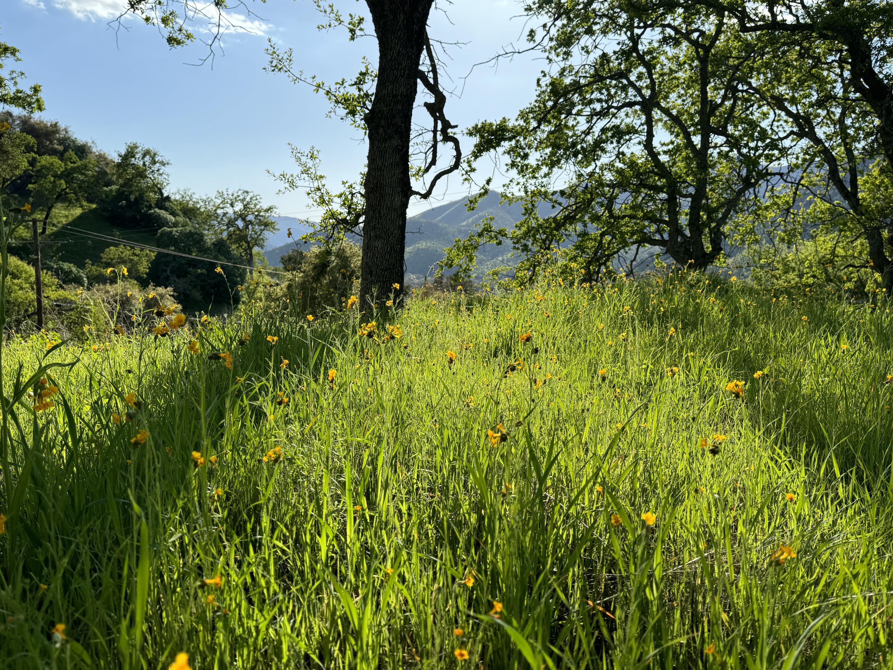 0 Mynatt Dr, Three Rivers, CA 93271