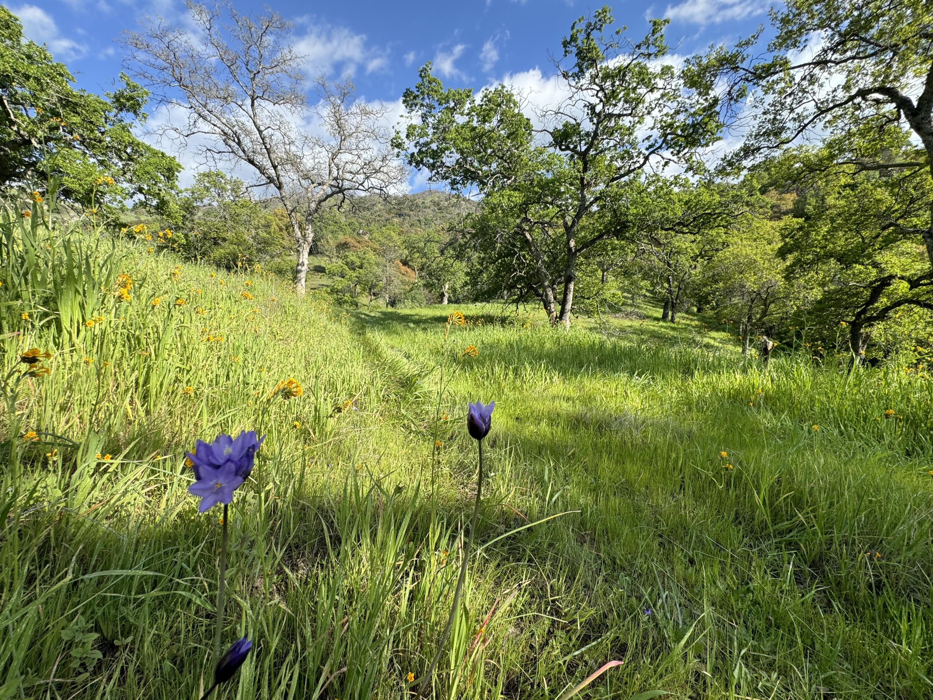 0 Mynatt Dr, Three Rivers, CA 93271