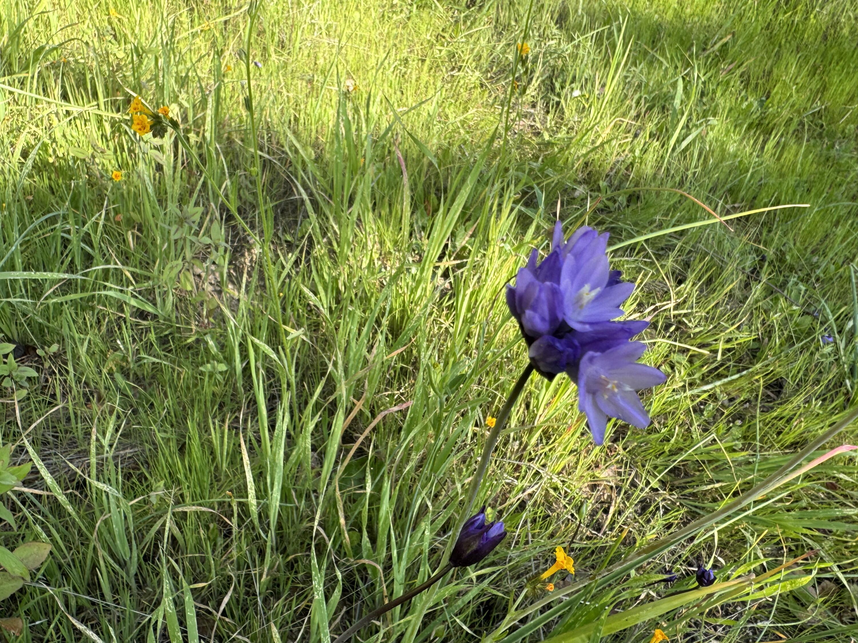 0 Mynatt Dr, Three Rivers, CA 93271