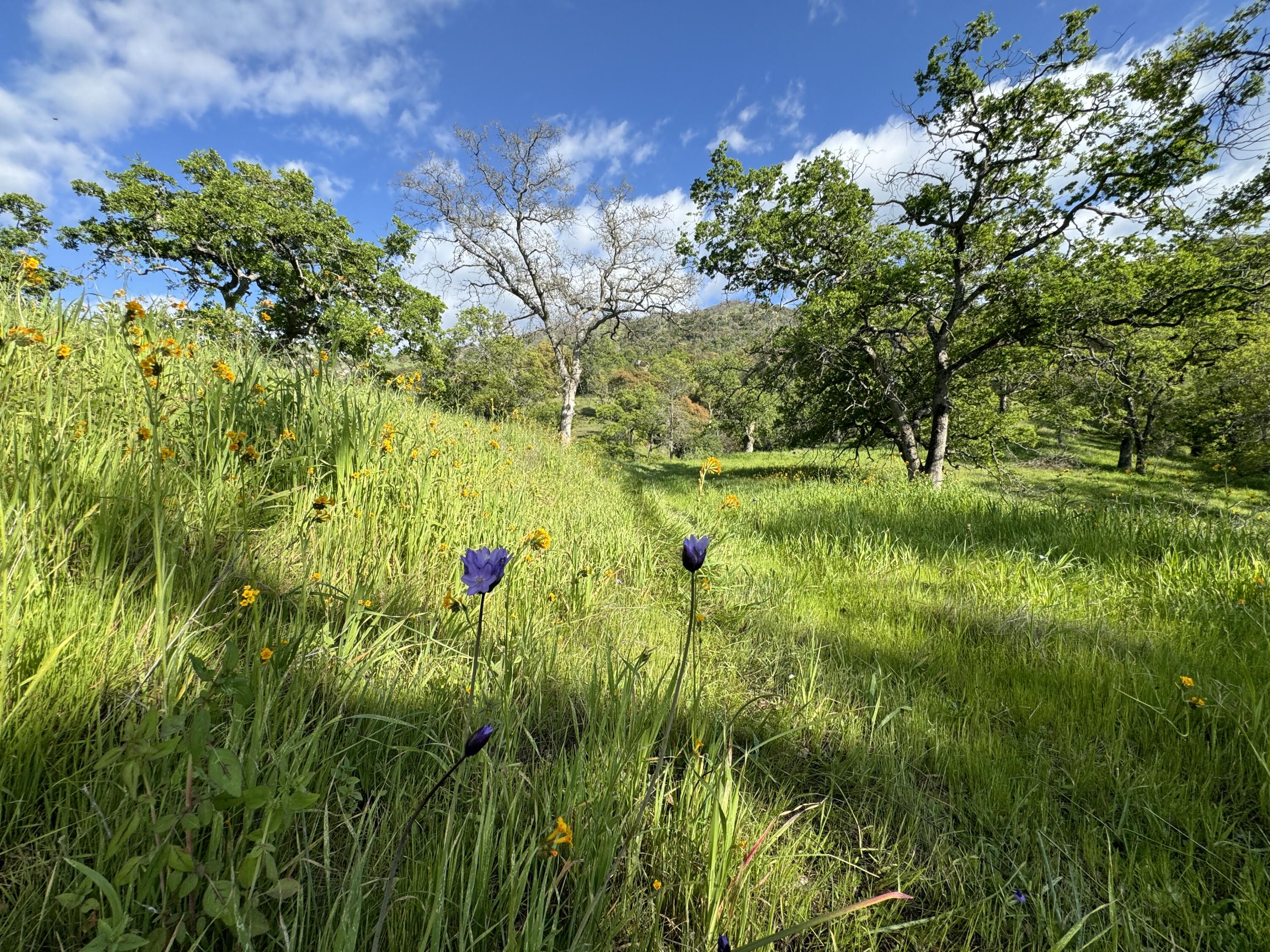 0 Mynatt Dr, Three Rivers, CA 93271