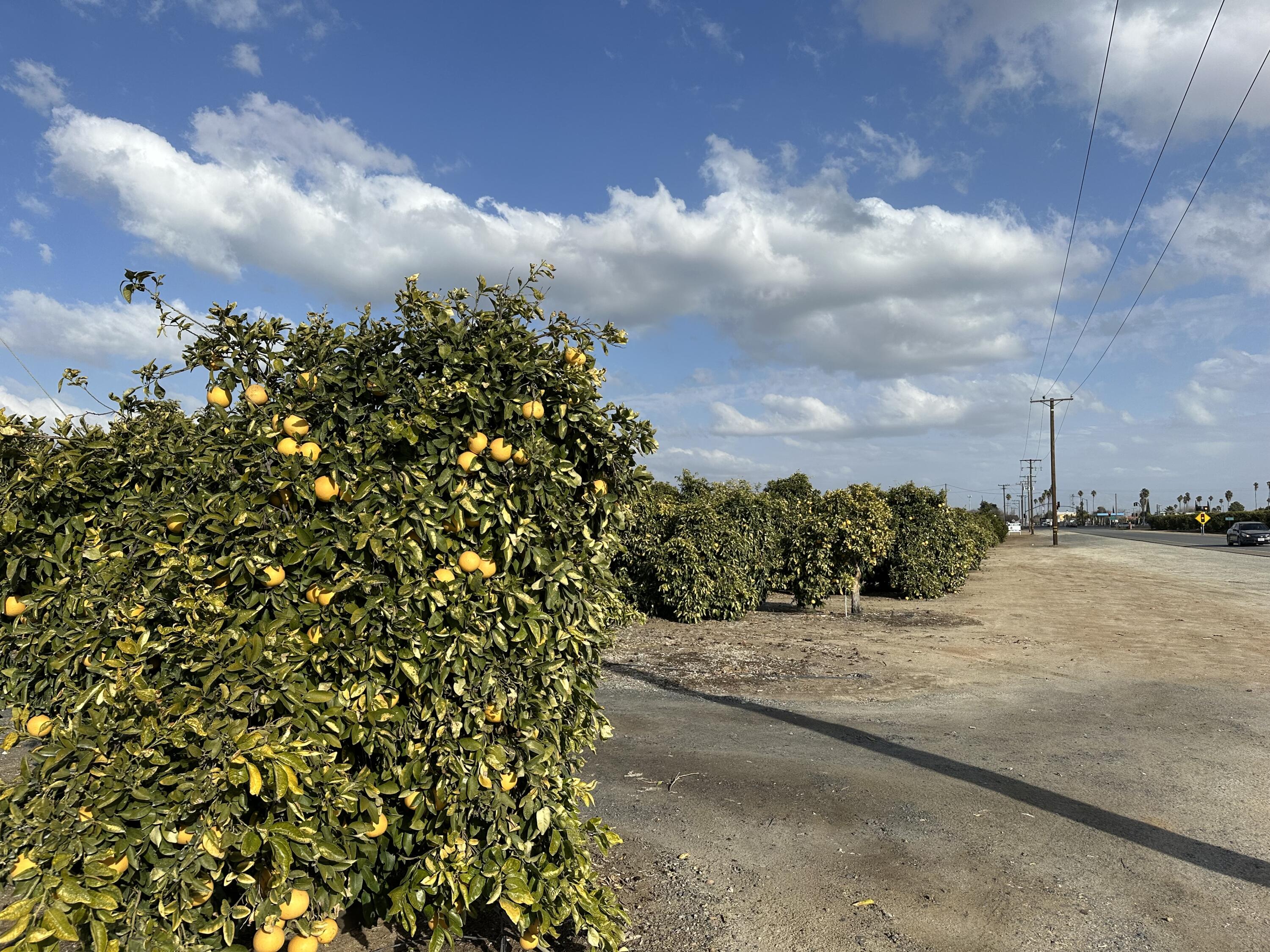 Highway 65 Highway 65 Citrus Ranch, Ducor, CA 93218