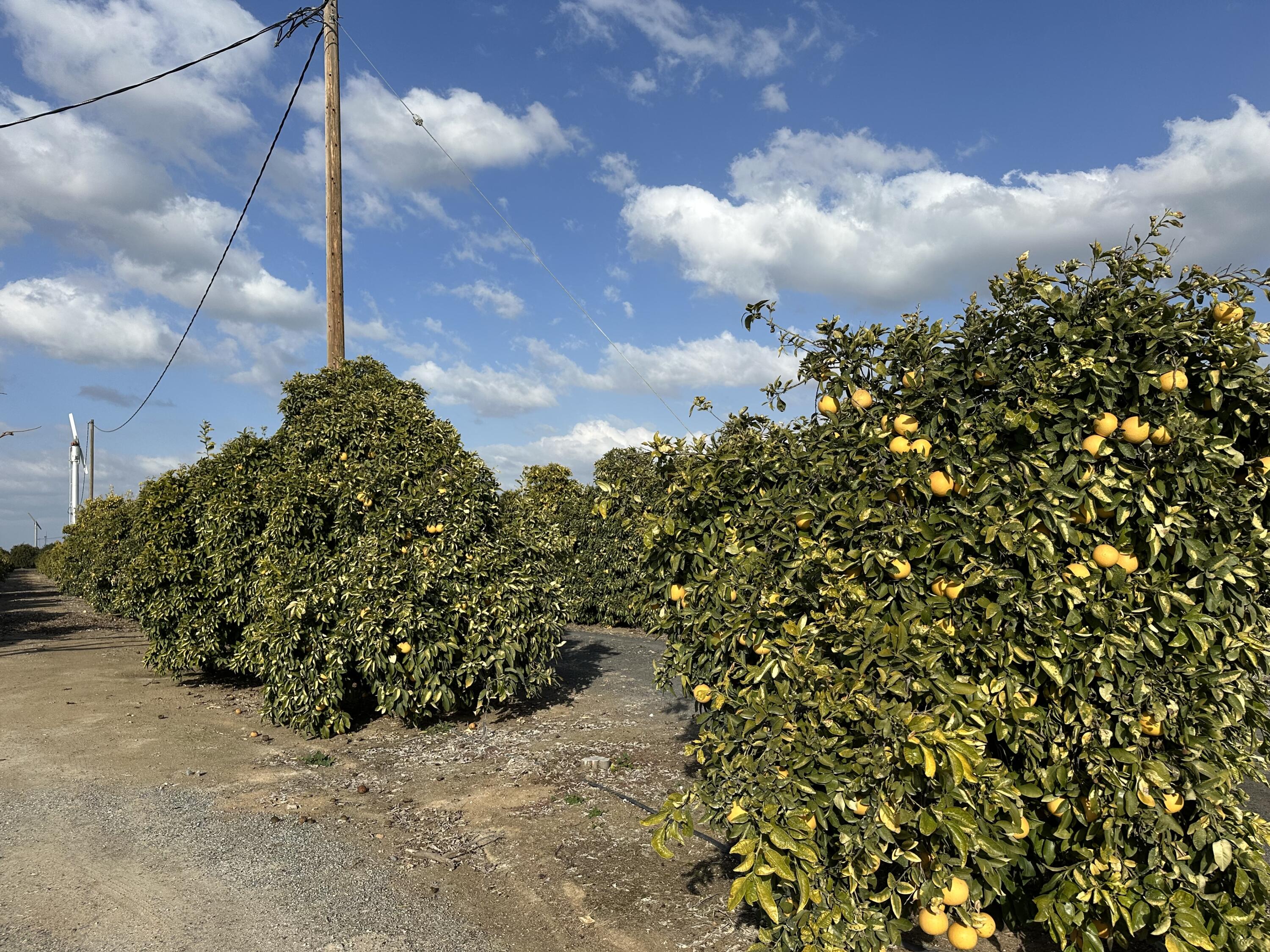 Highway 65 Highway 65 Citrus Ranch, Ducor, CA 93218