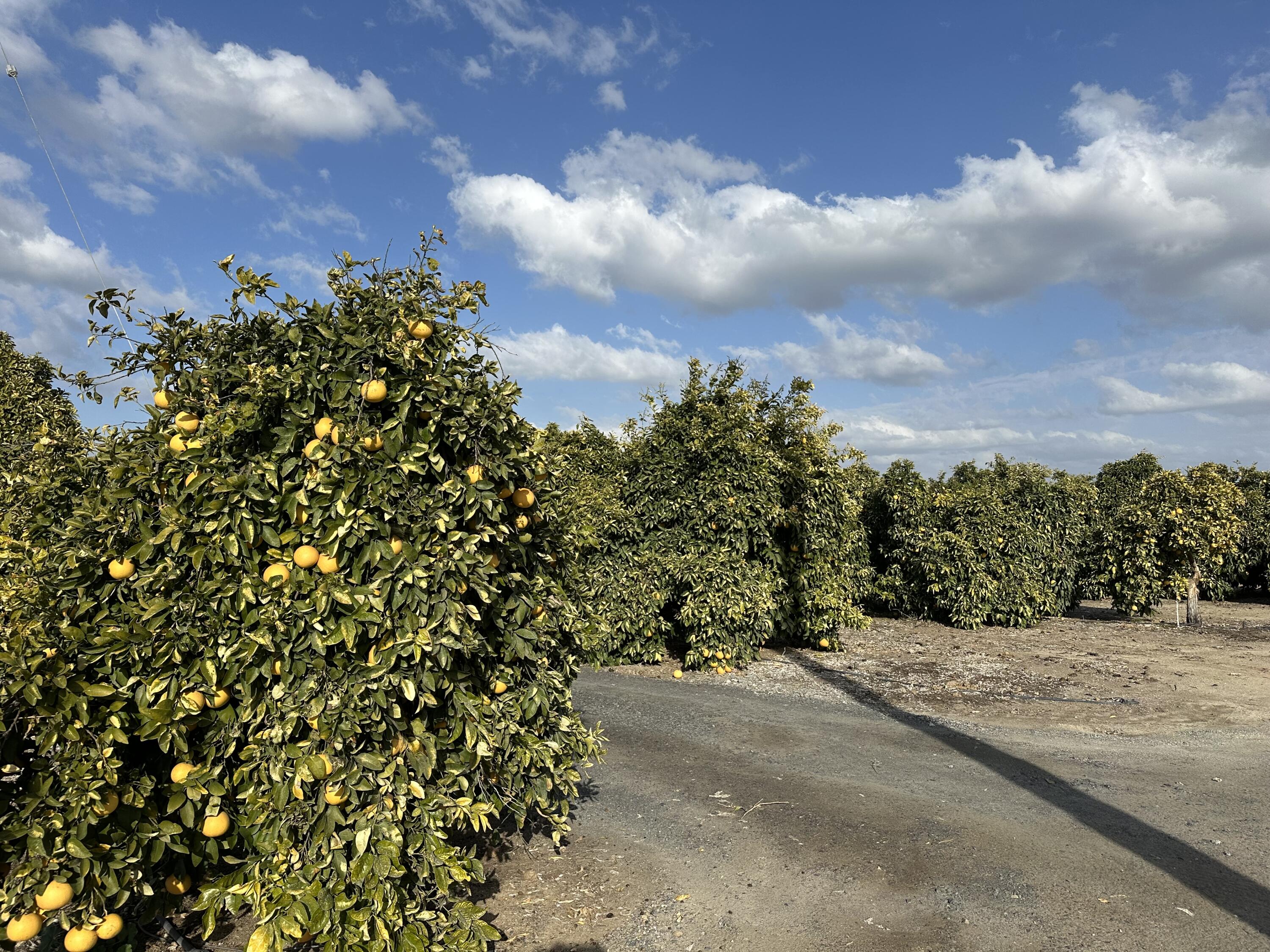 Highway 65 Highway 65 Citrus Ranch, Ducor, CA 93218