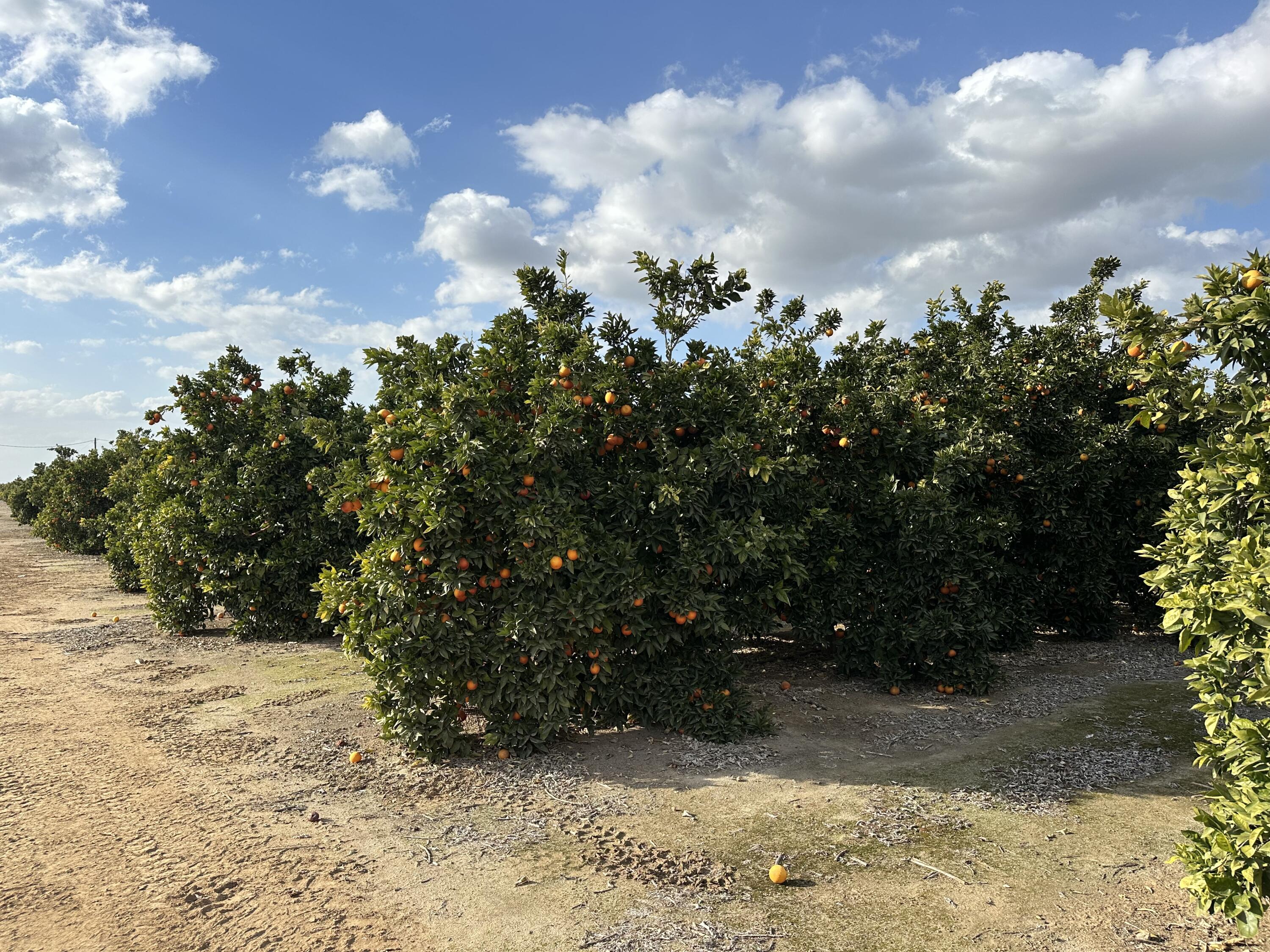 Highway 65 Highway 65 Citrus Ranch, Ducor, CA 93218