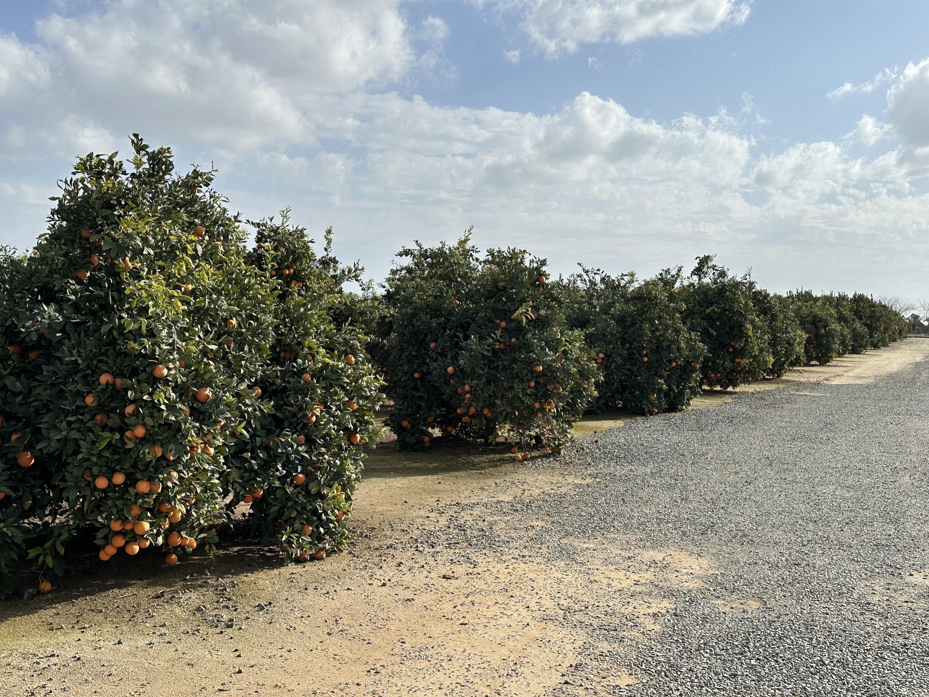 0 37 Acres Citrus Ranch, Terra Bella, CA 93270