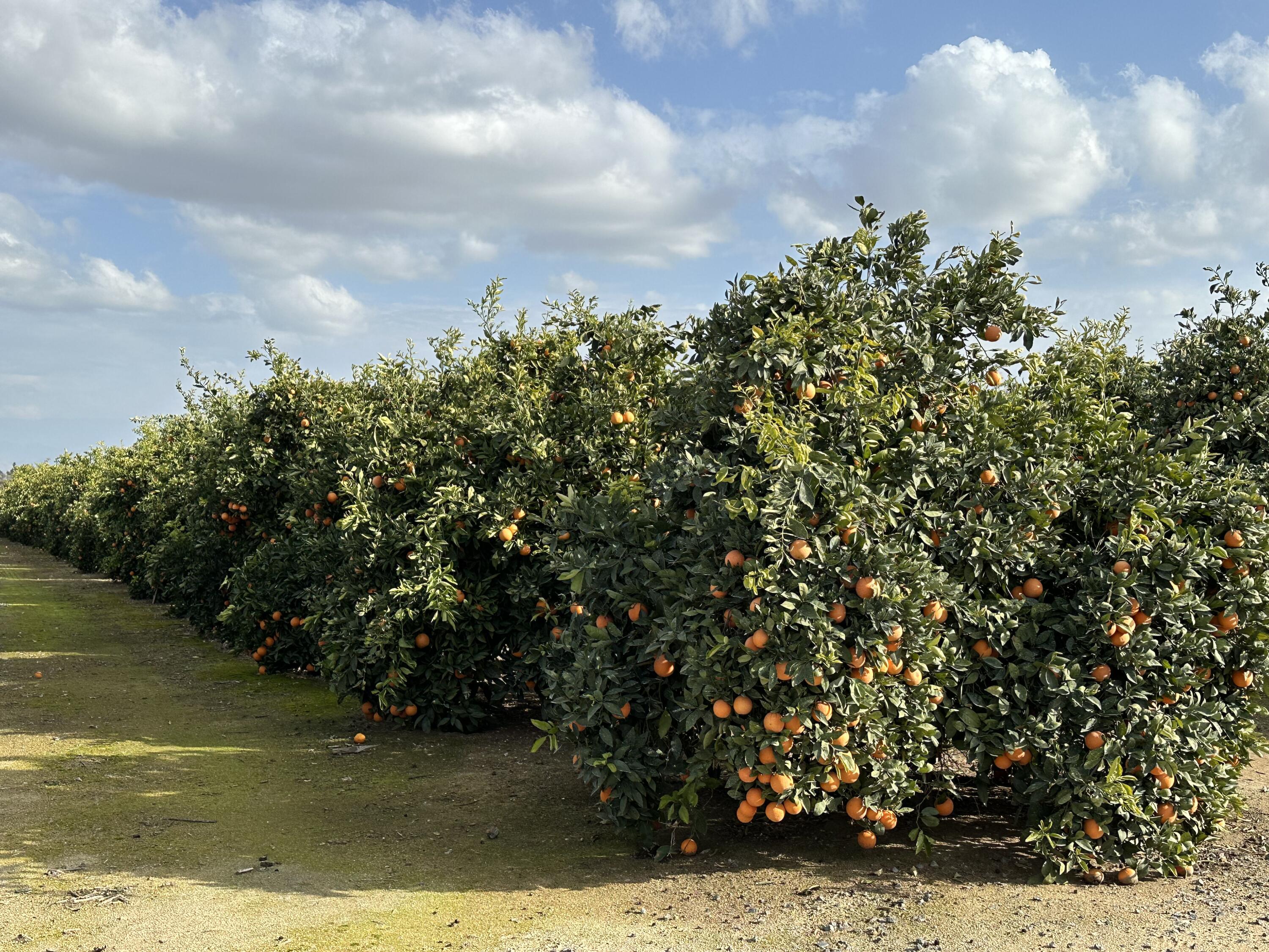 0 37 Acres Citrus Ranch, Terra Bella, CA 93270