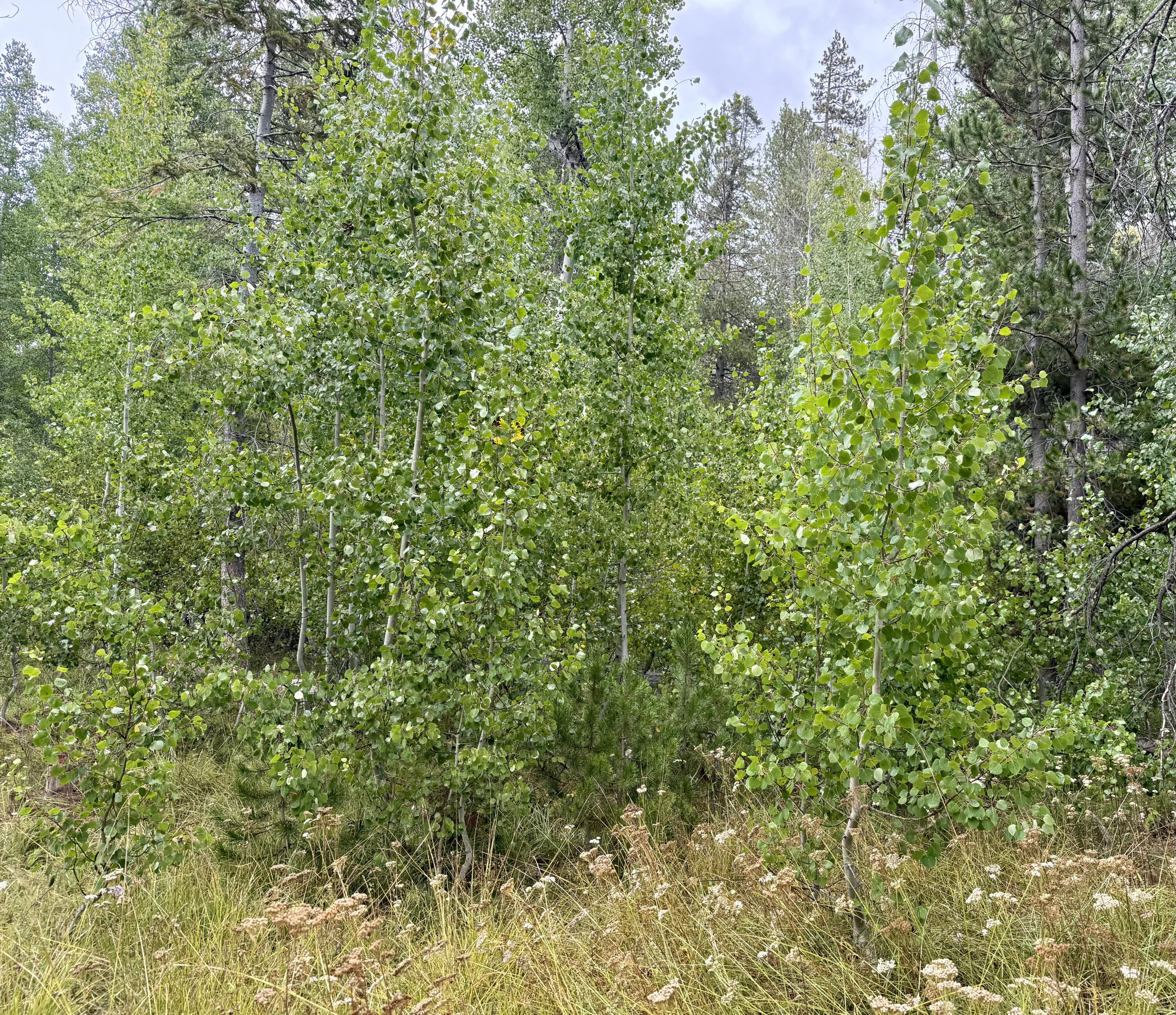 57525 Ponderosa Dr, Springville, CA 93265