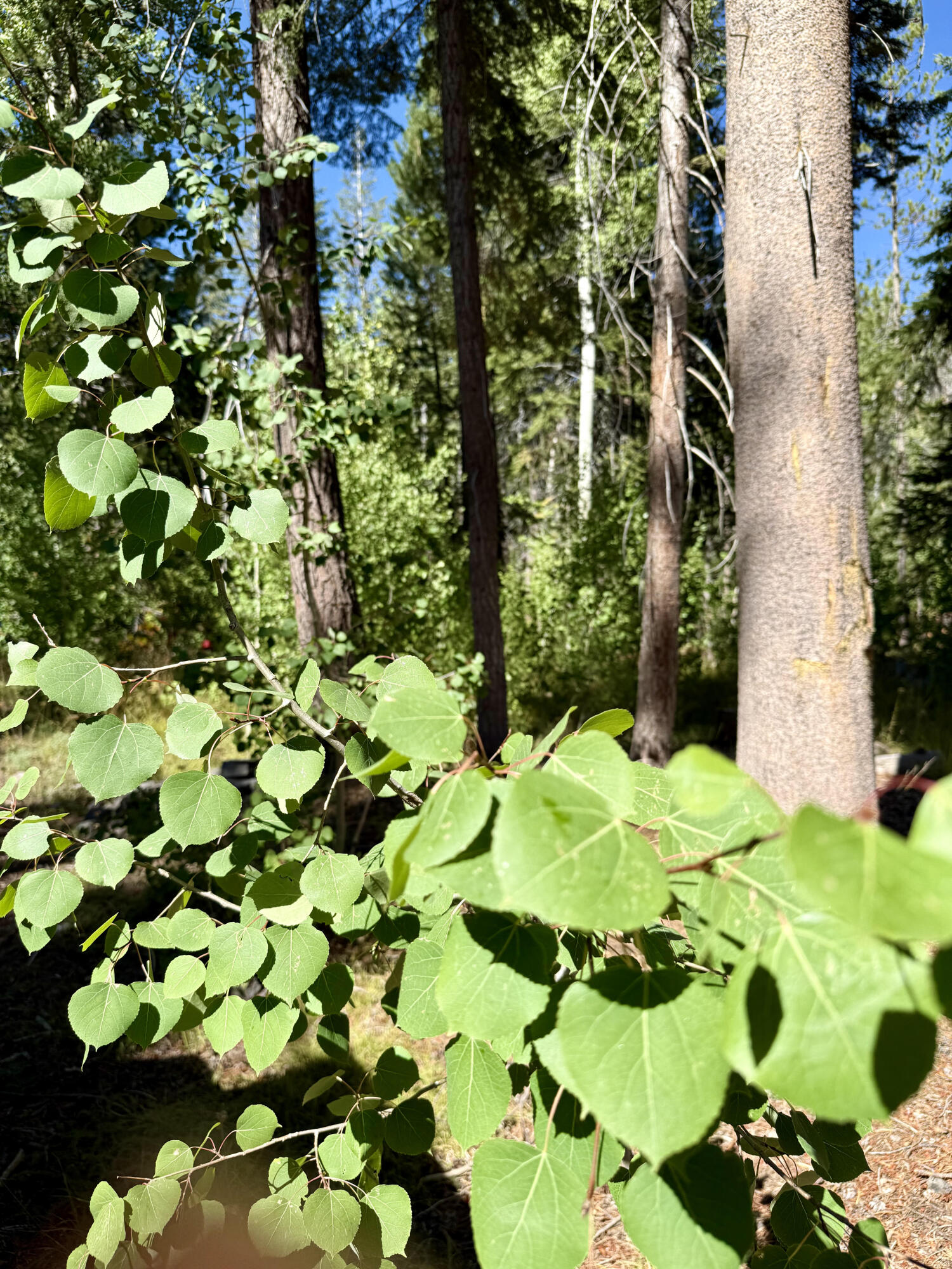 57525 Ponderosa Dr, Springville, CA 93265