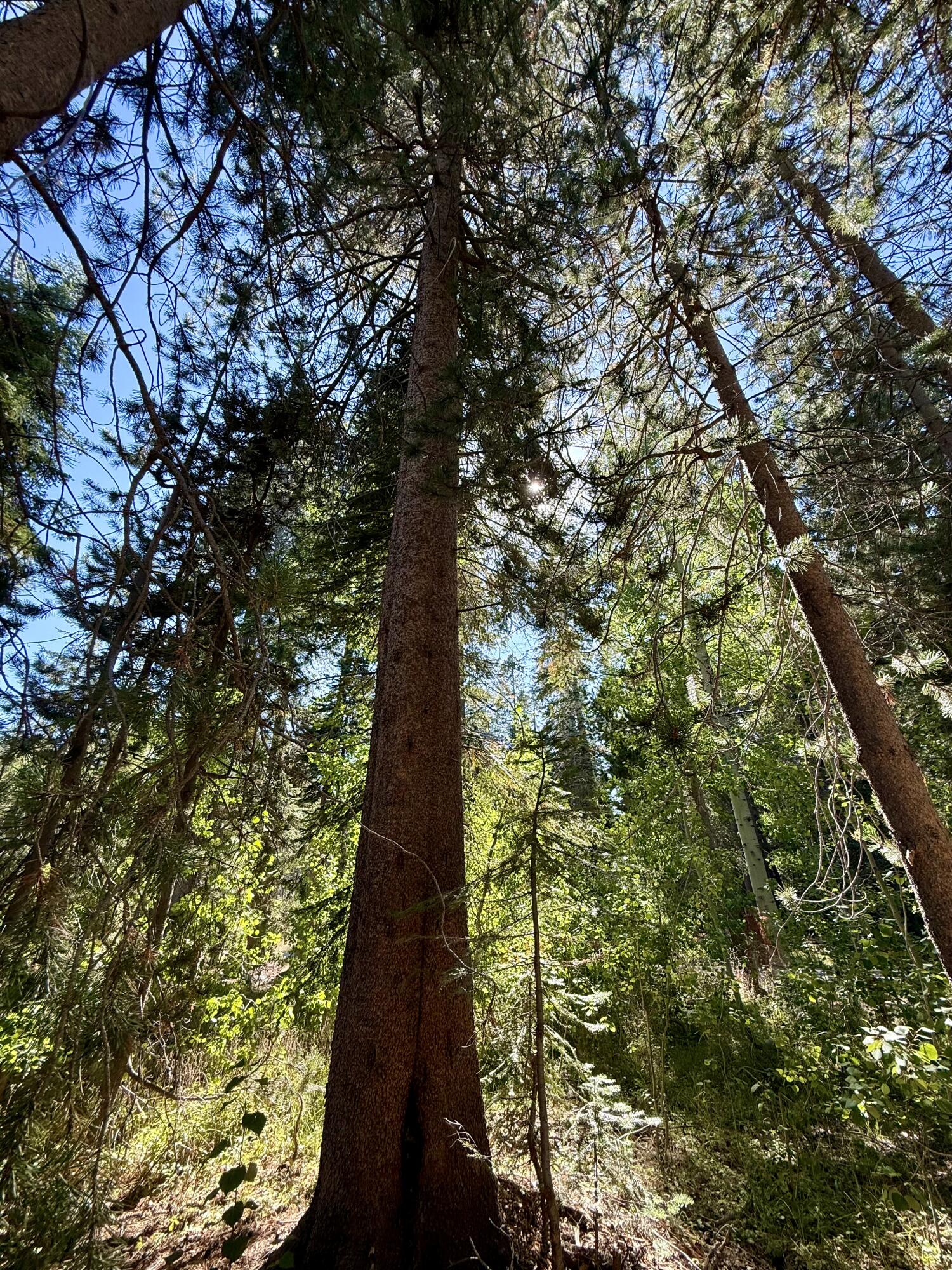 57525 Ponderosa Dr, Springville, CA 93265