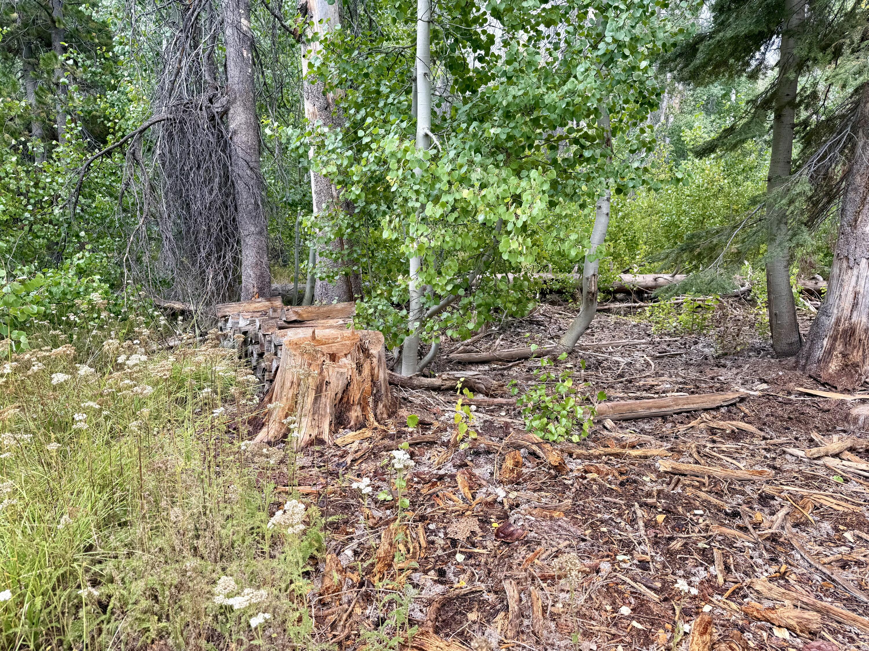 57525 Ponderosa Dr, Springville, CA 93265