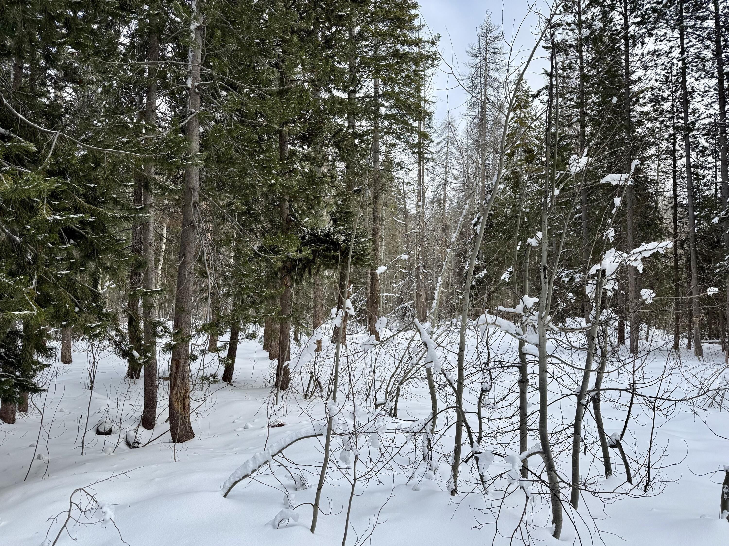 57525 Ponderosa Dr, Springville, CA 93265