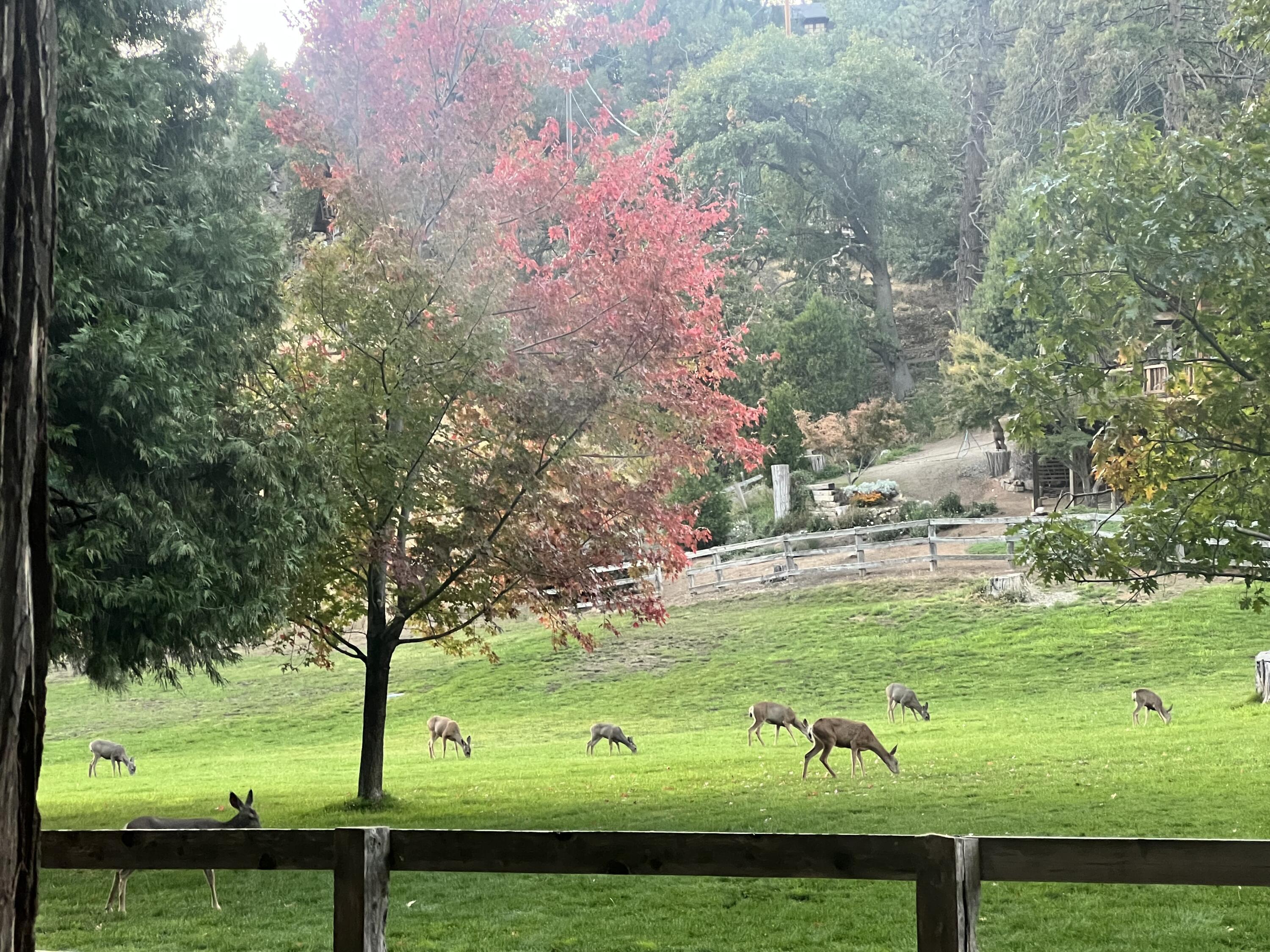 2115 Ferguson Dr, Camp Nelson, CA 93265