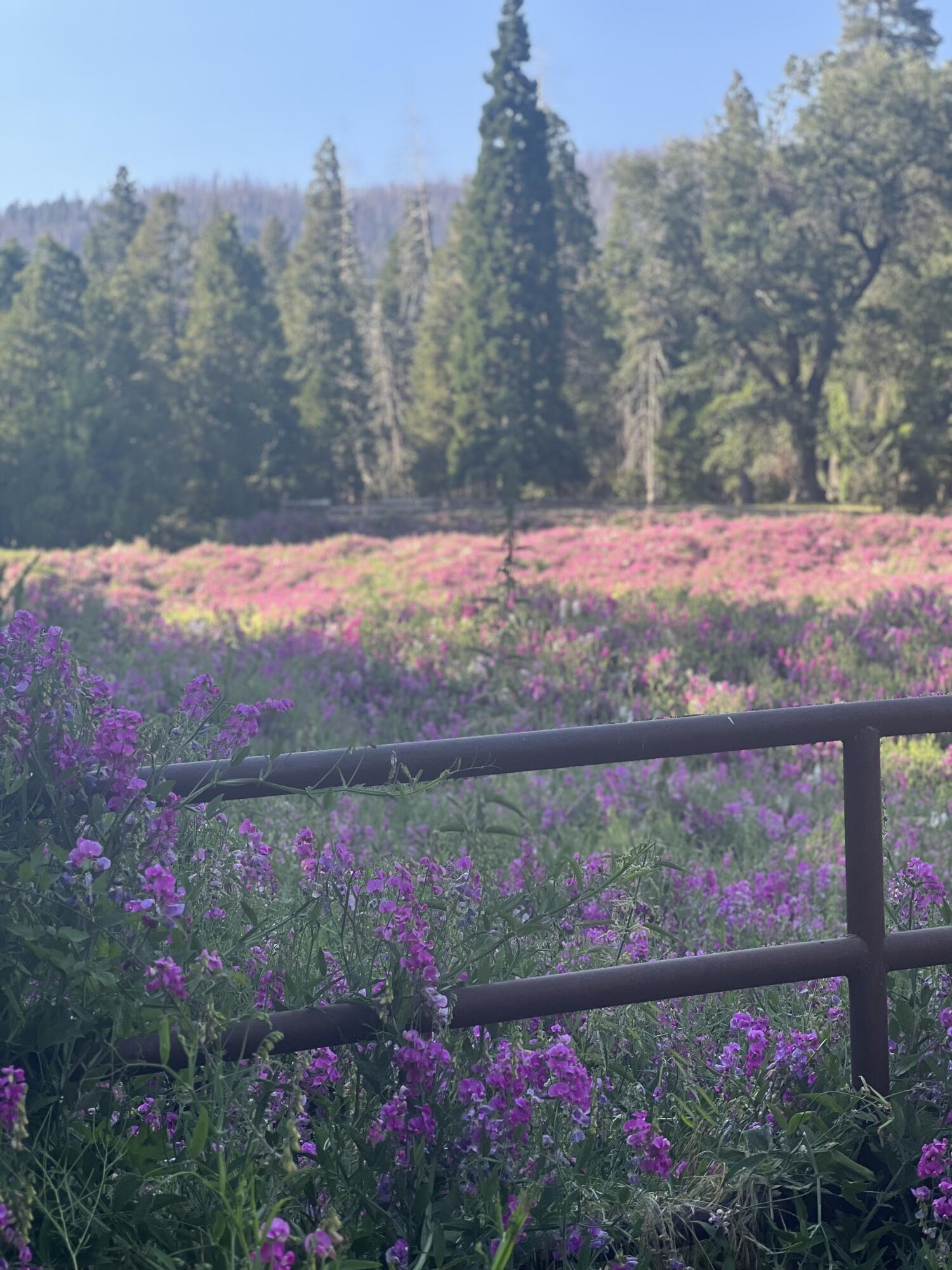 2115 Ferguson Dr, Camp Nelson, CA 93265