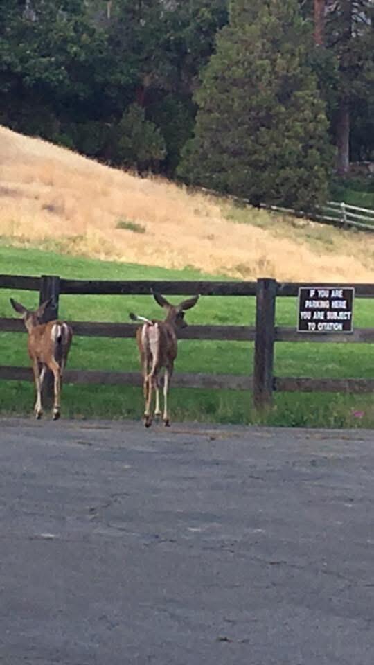 2115 Ferguson Dr, Camp Nelson, CA 93265