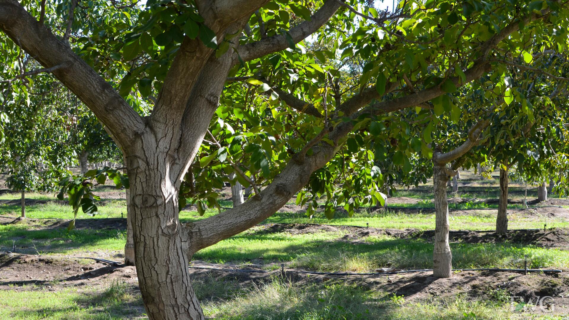 0 Ave 168, Tulare, CA 93274