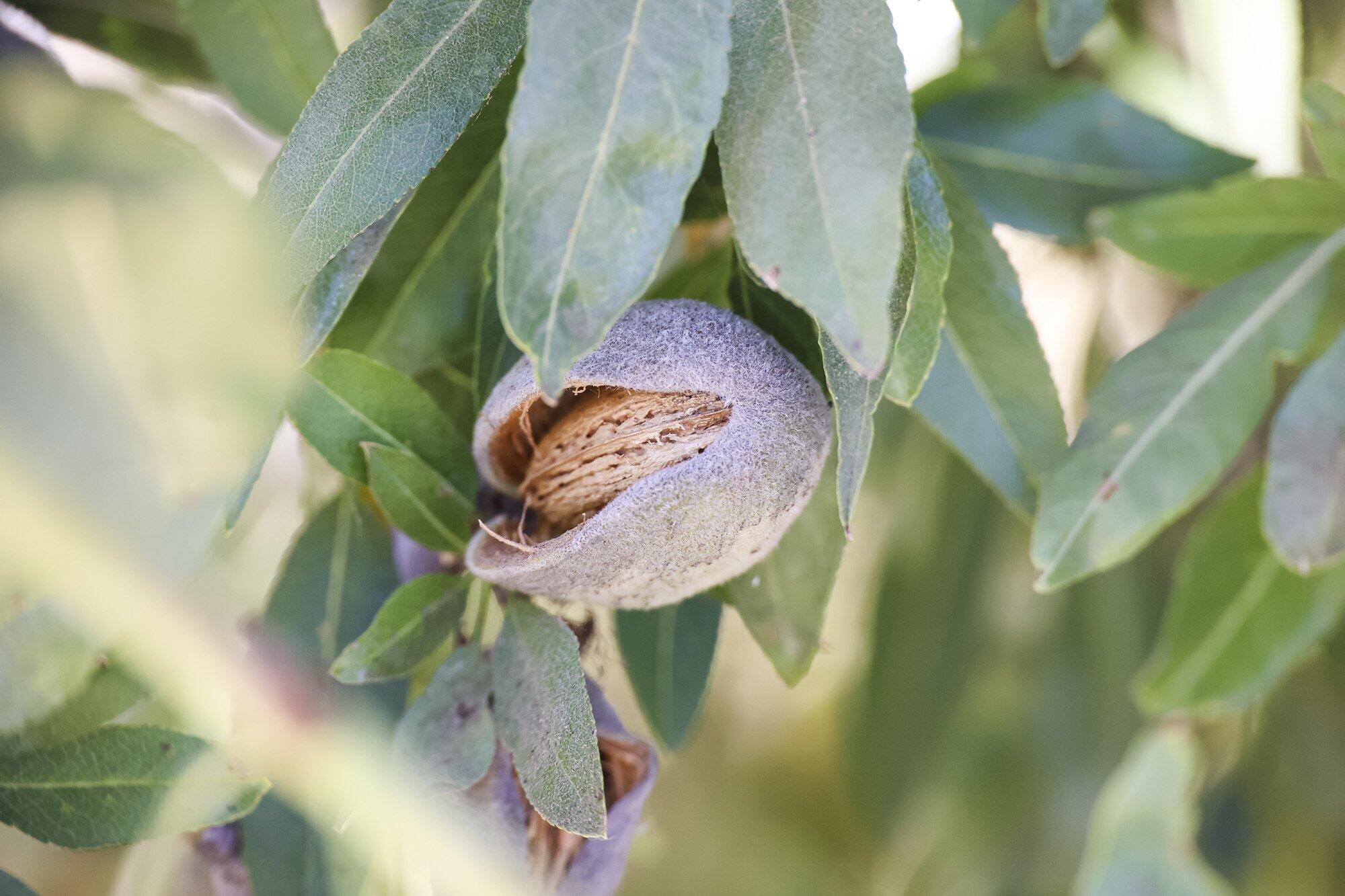 0 Palm Ave, Wasco, CA 93280