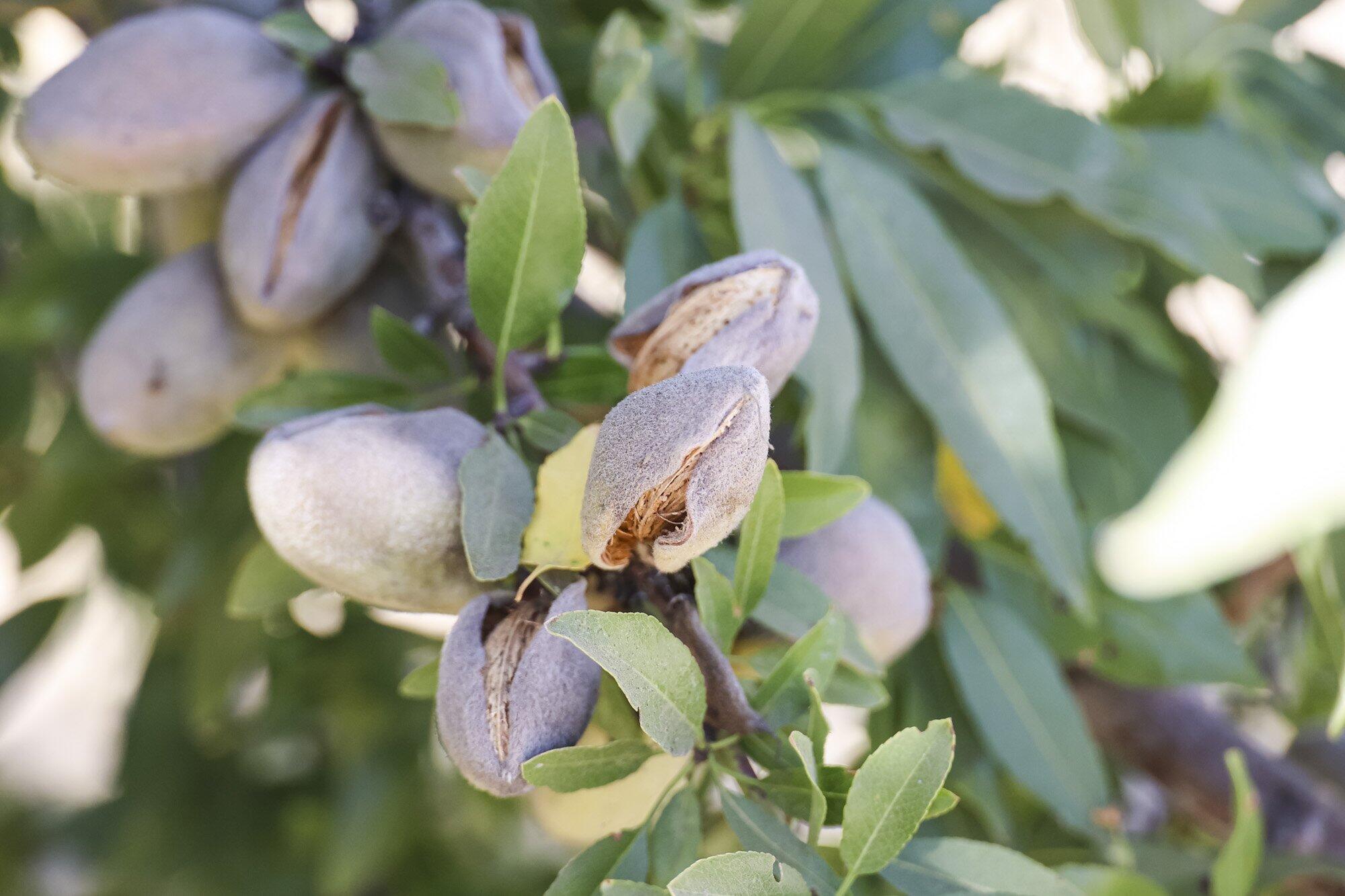 0 Palm Ave, Wasco, CA 93280