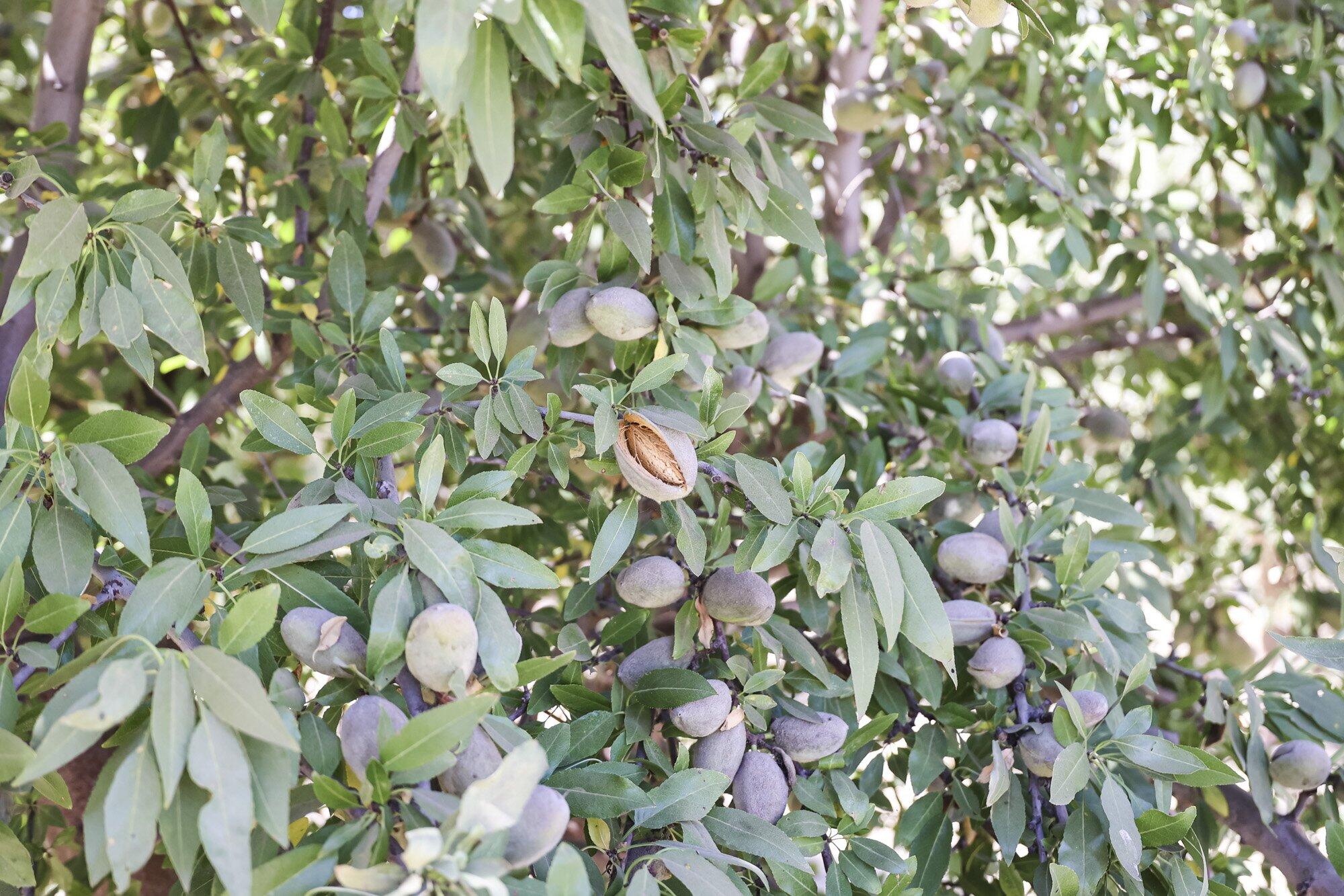 0 Palm Ave, Wasco, CA 93280