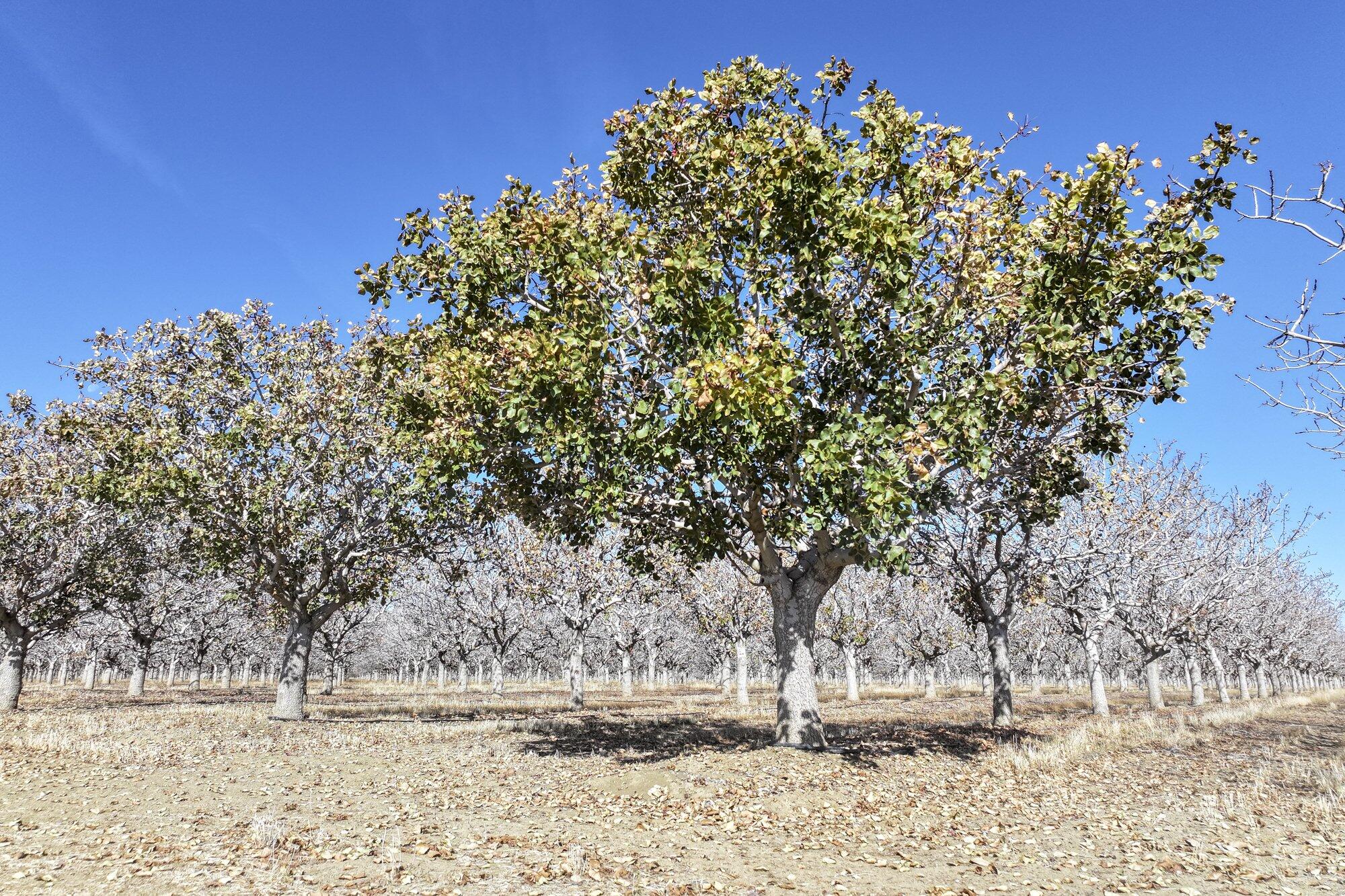 33571 W Adams Ave, Mendota, CA 93640