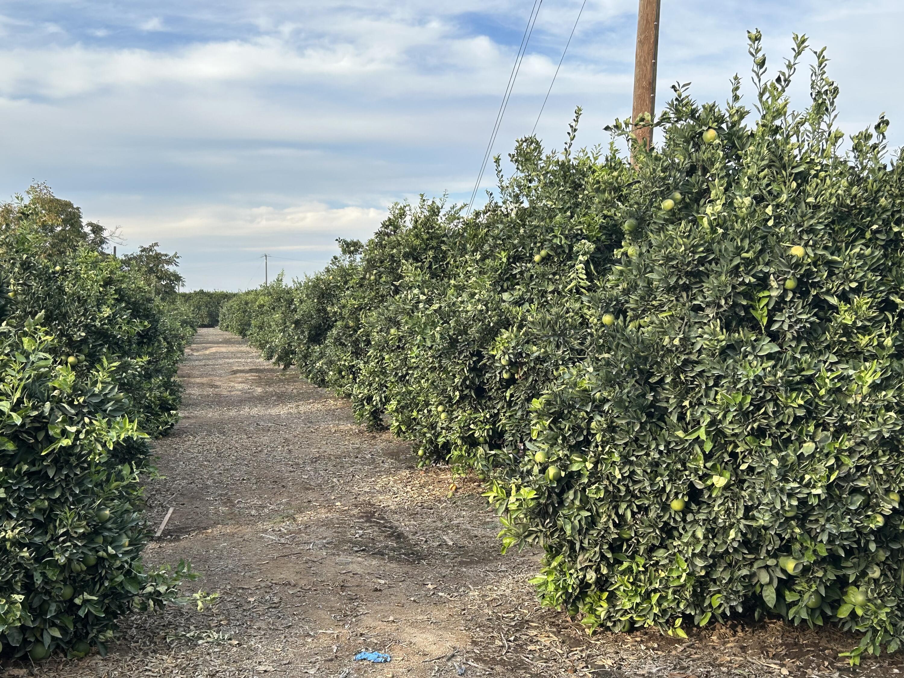 20210 Road 208, Lindsay, CA 93247