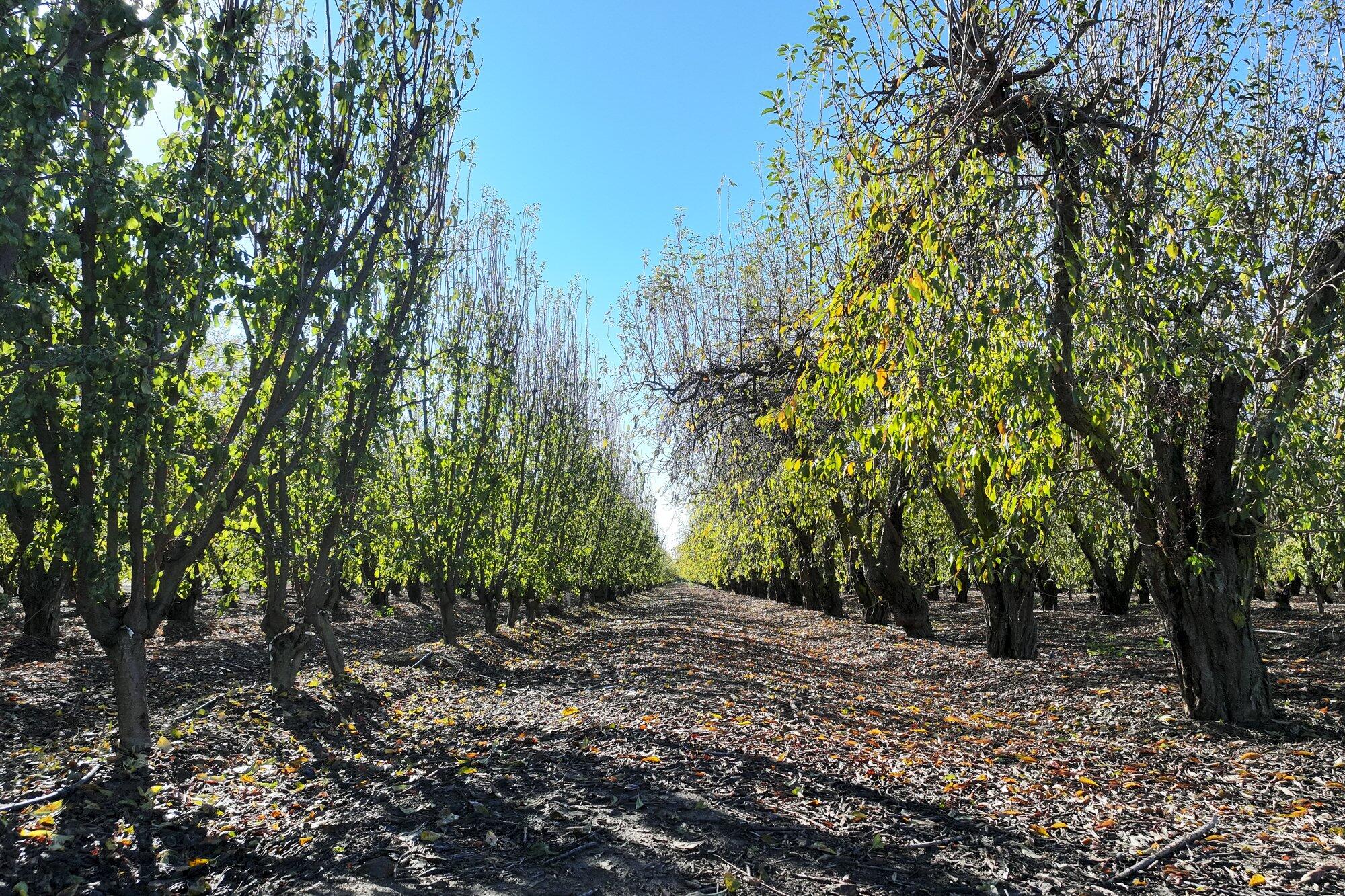 0 S Crawford Ave, Reedley, CA 93654